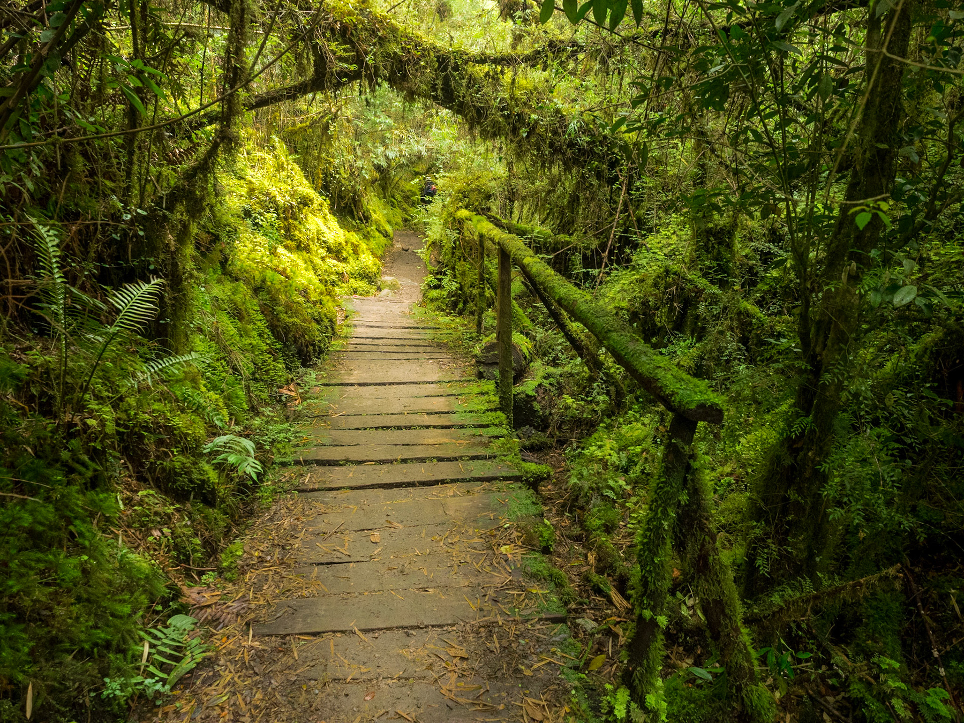 Dans le Parc  Queulat, voici à quoi ressemble la végétation, ce qui donne une idée de la quantité d'eau qu'il y tombe !