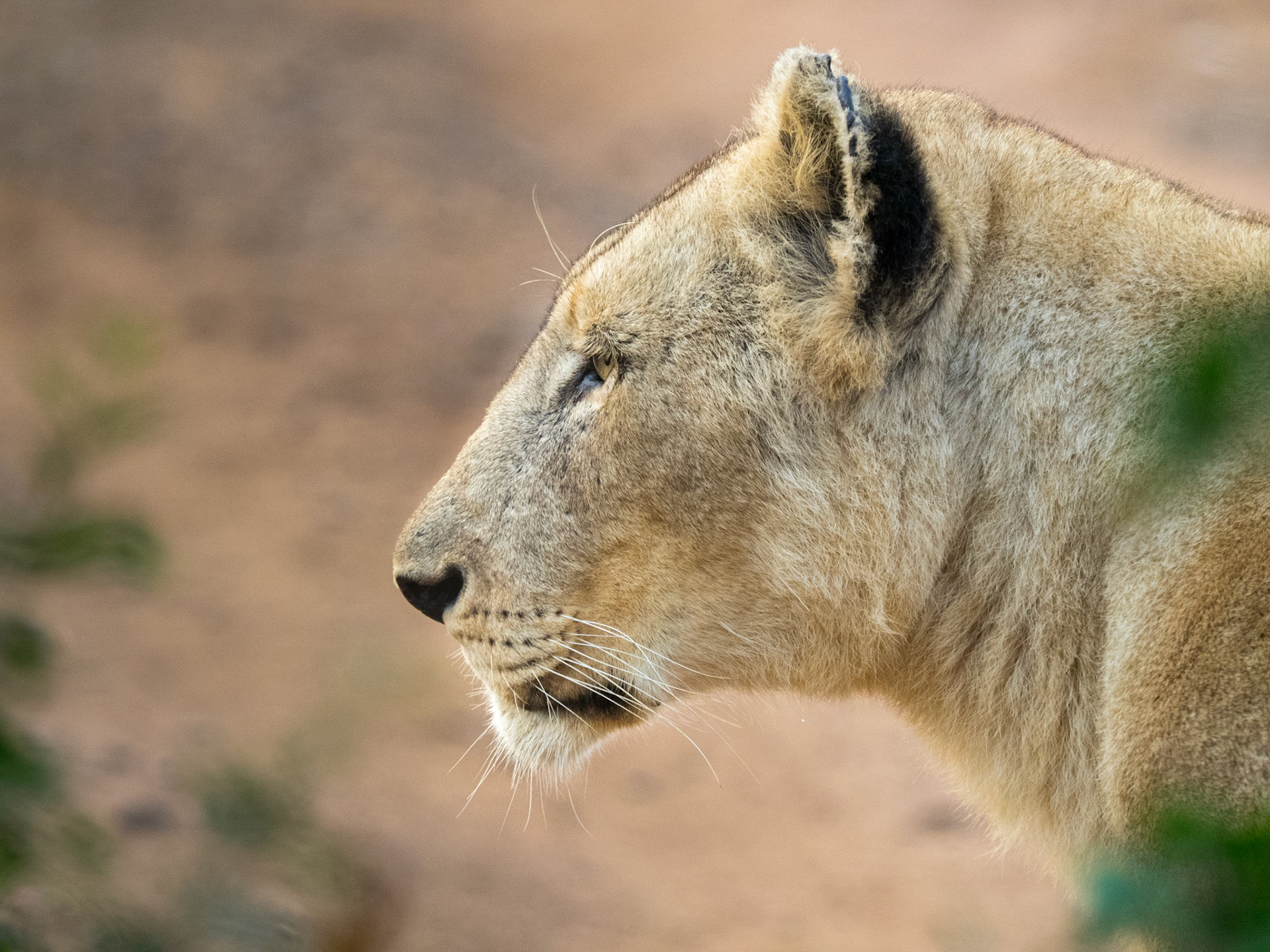 Hlane Royal Park, Swaziland