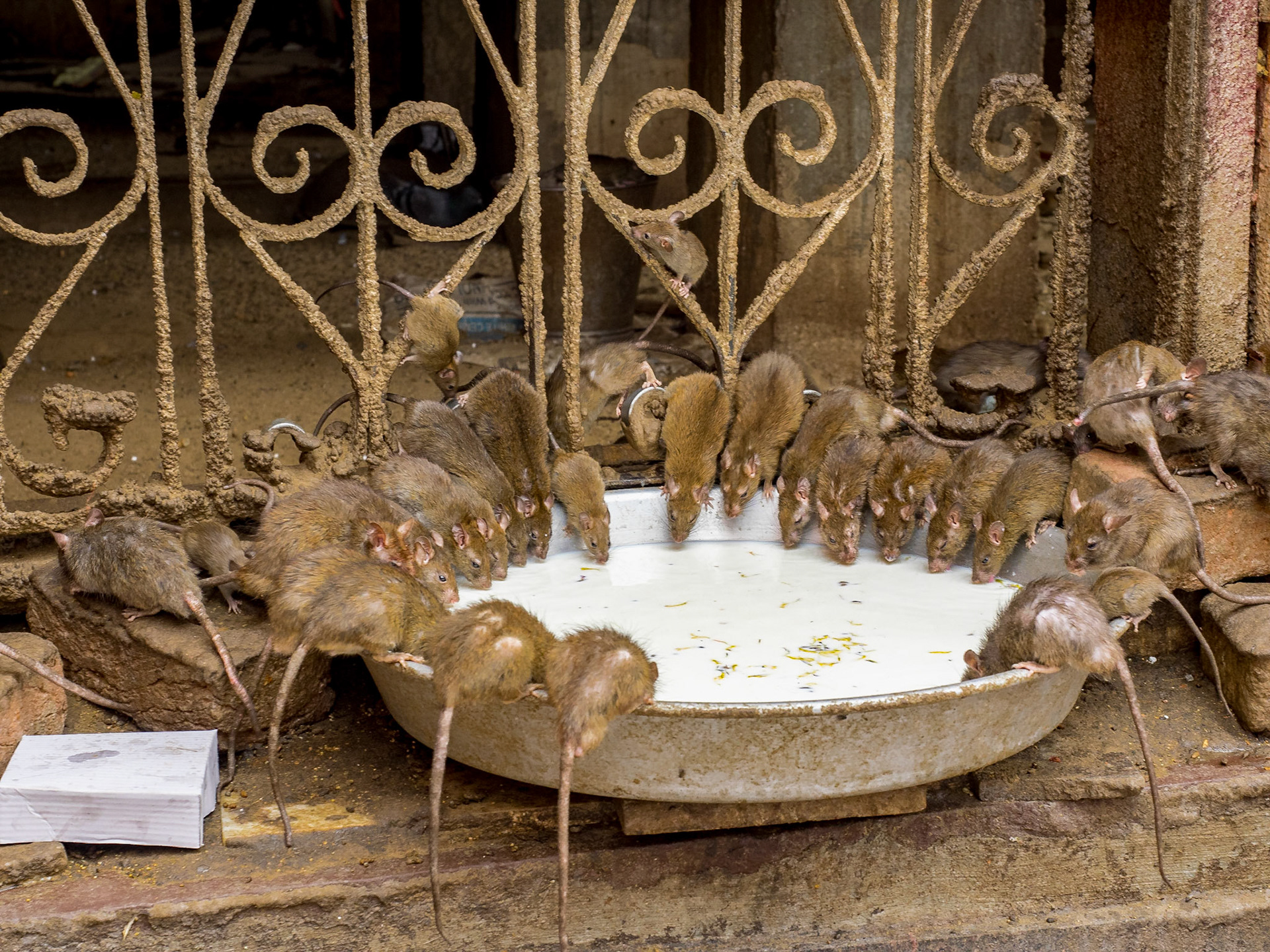 Le temple des rats !!! Voir mon instagram à ce sujethttps://www.instagram.com/p/BSJpGcrh2PL/?taken-by=edouarddeganay