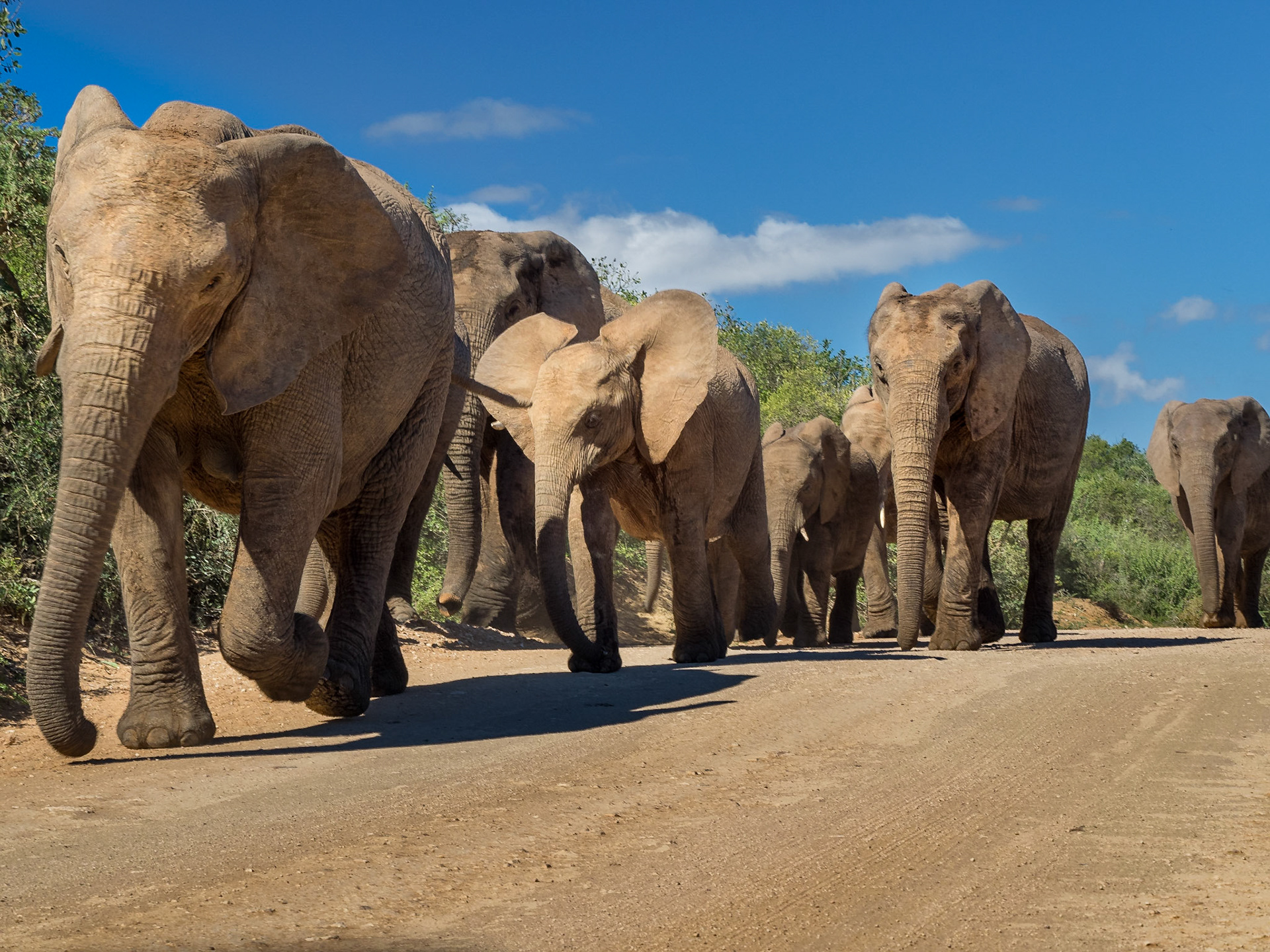 Addo Elephant Park