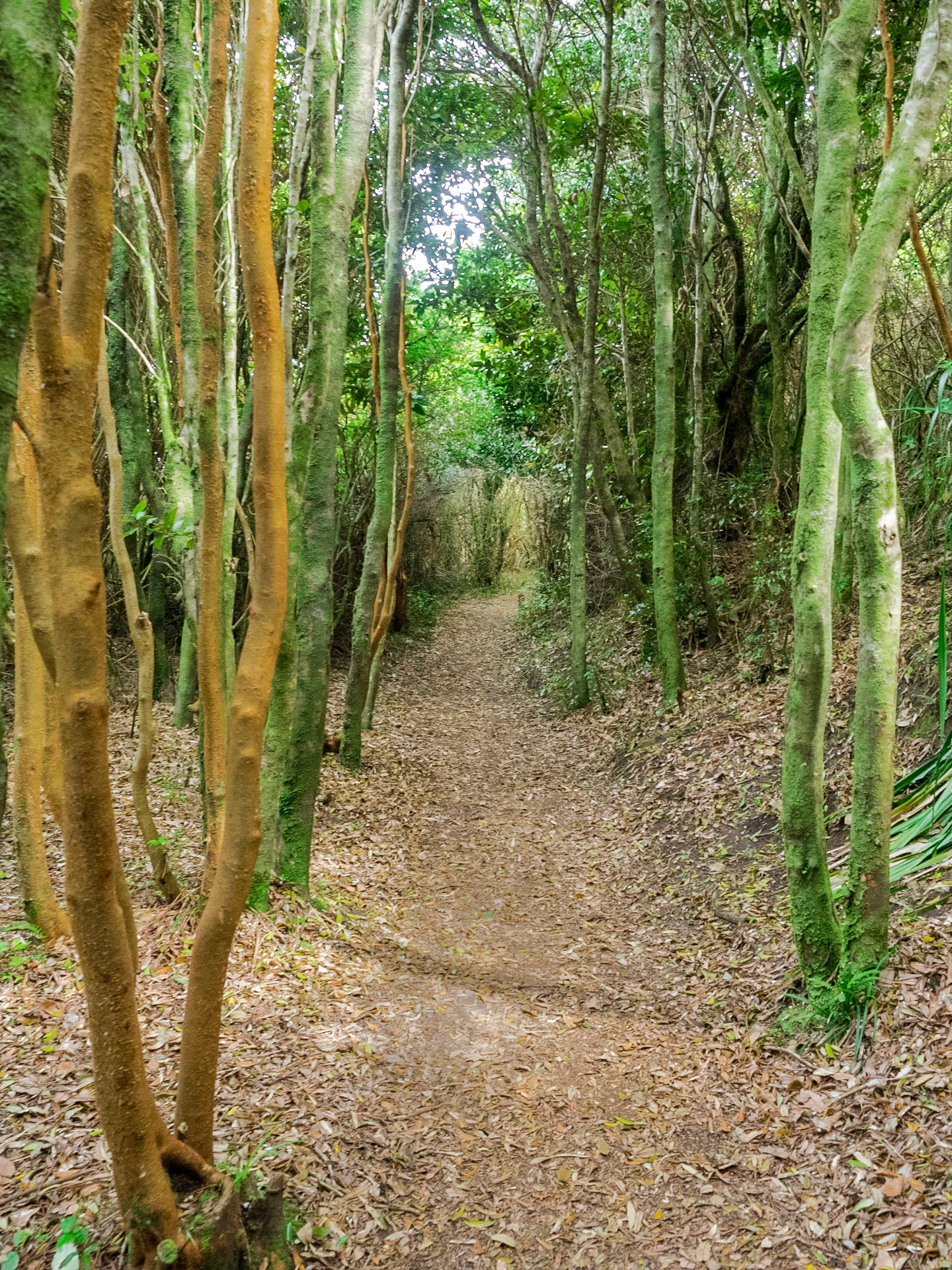 Près de Cucao, sur l'ile de Chiloé, le parc national vous guide dans la forêt jusqu'à la mer, et vous explique comment une plage et une dune deviennent une forêt.