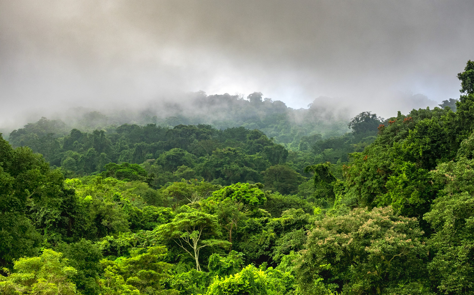 Il y a du monde dans cette foret, des singes, des fauves, des oiseaux, des vendeurs de souvenirs.