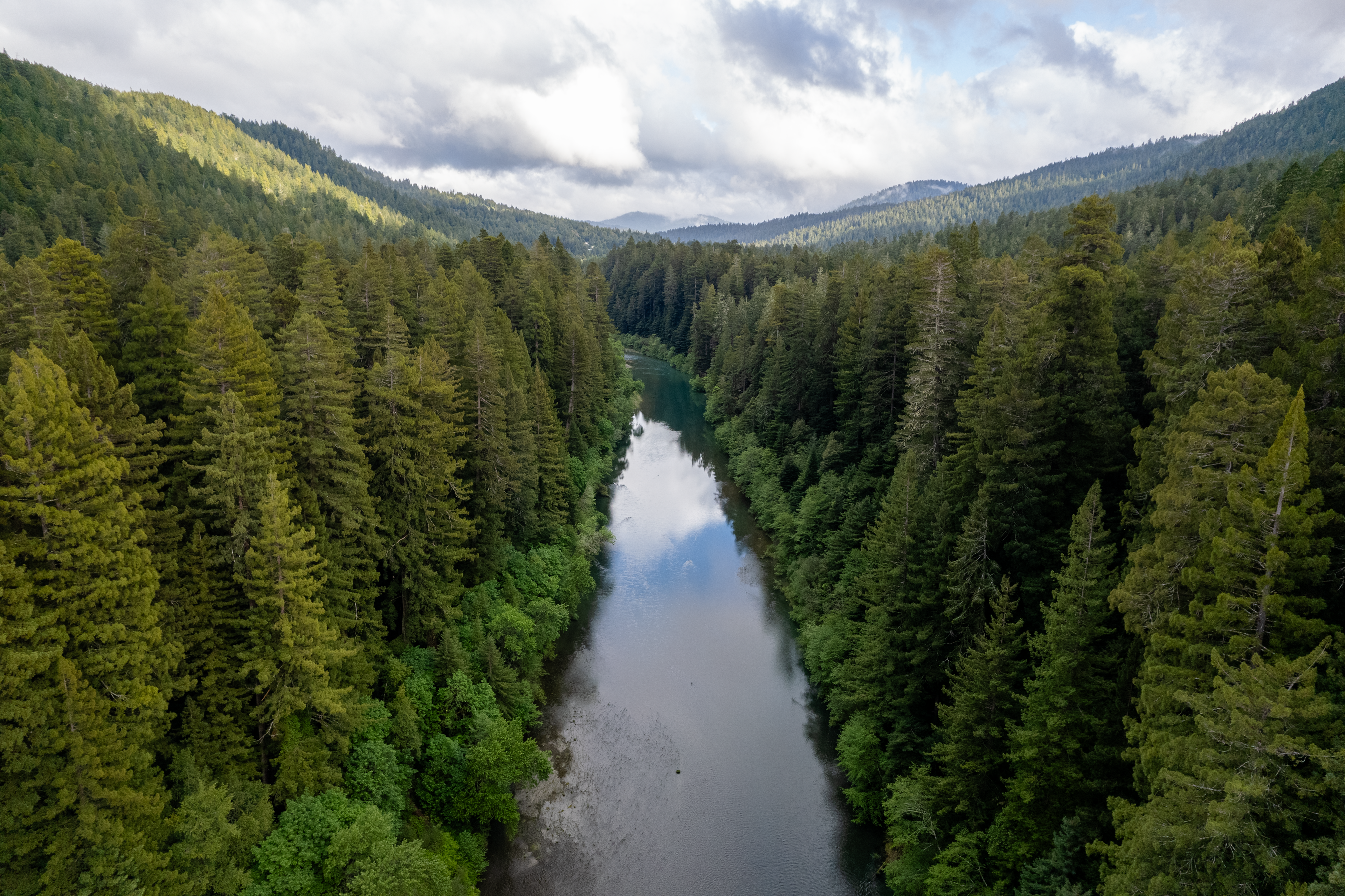 Redwood Forest, CA