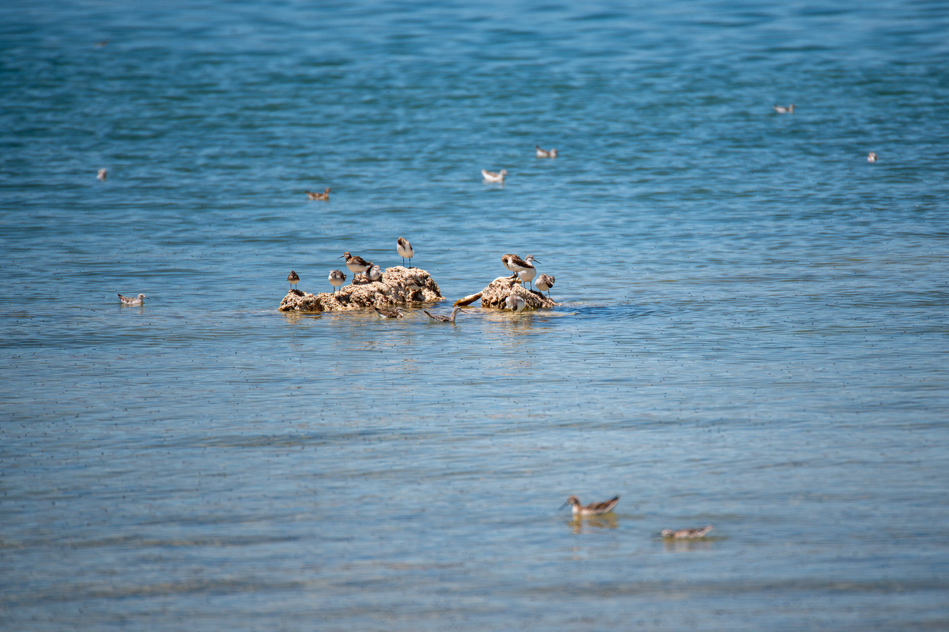 Sand Pipers