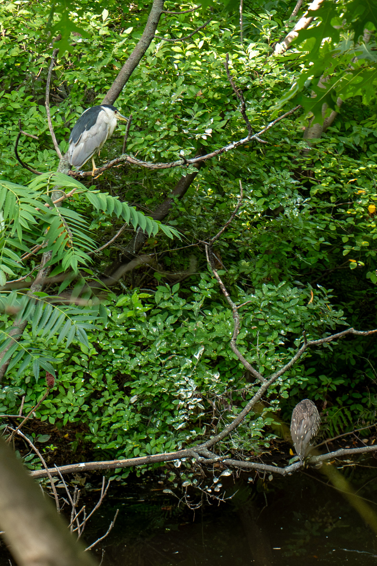 Adult and juvenal Black-crowned Night-Herons