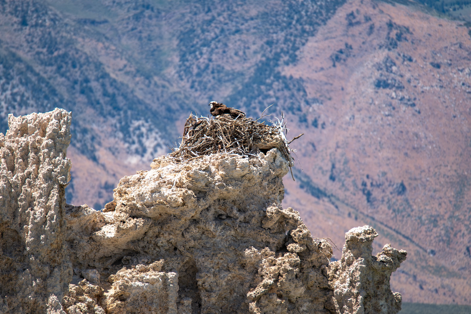 Osprey
