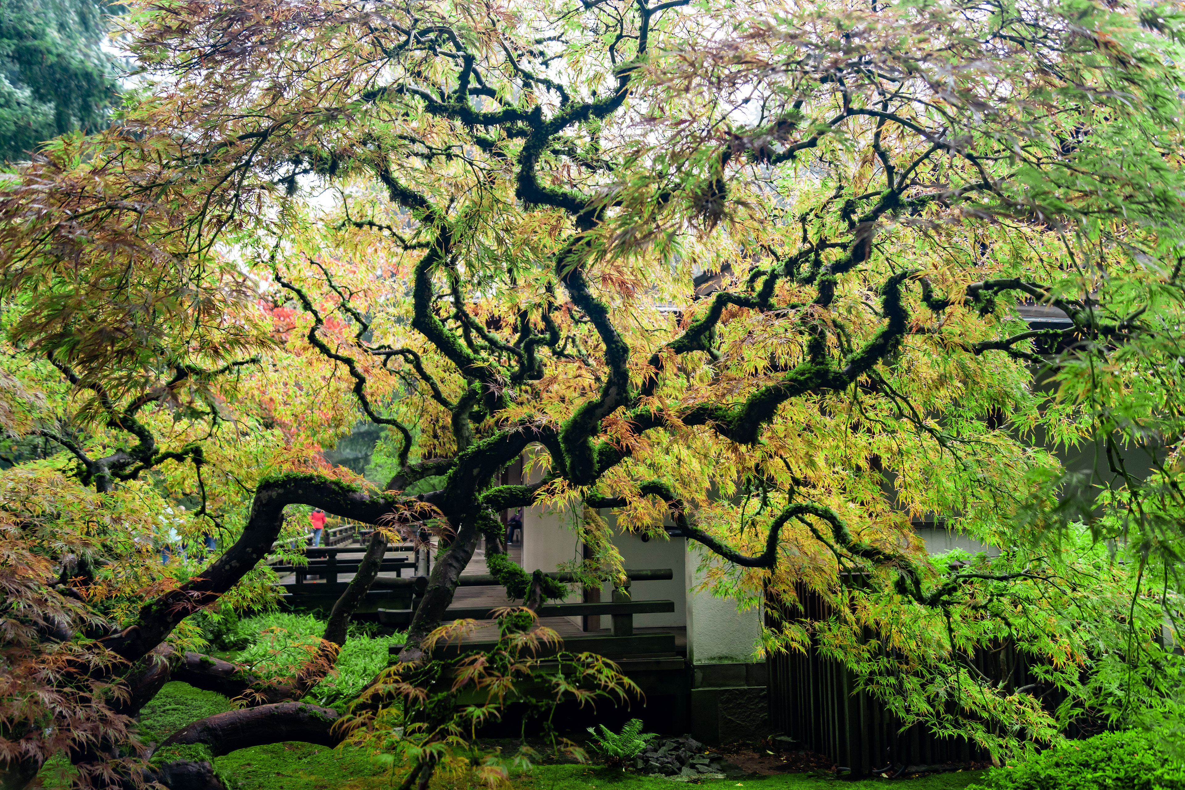 Portland Japanese Gardens