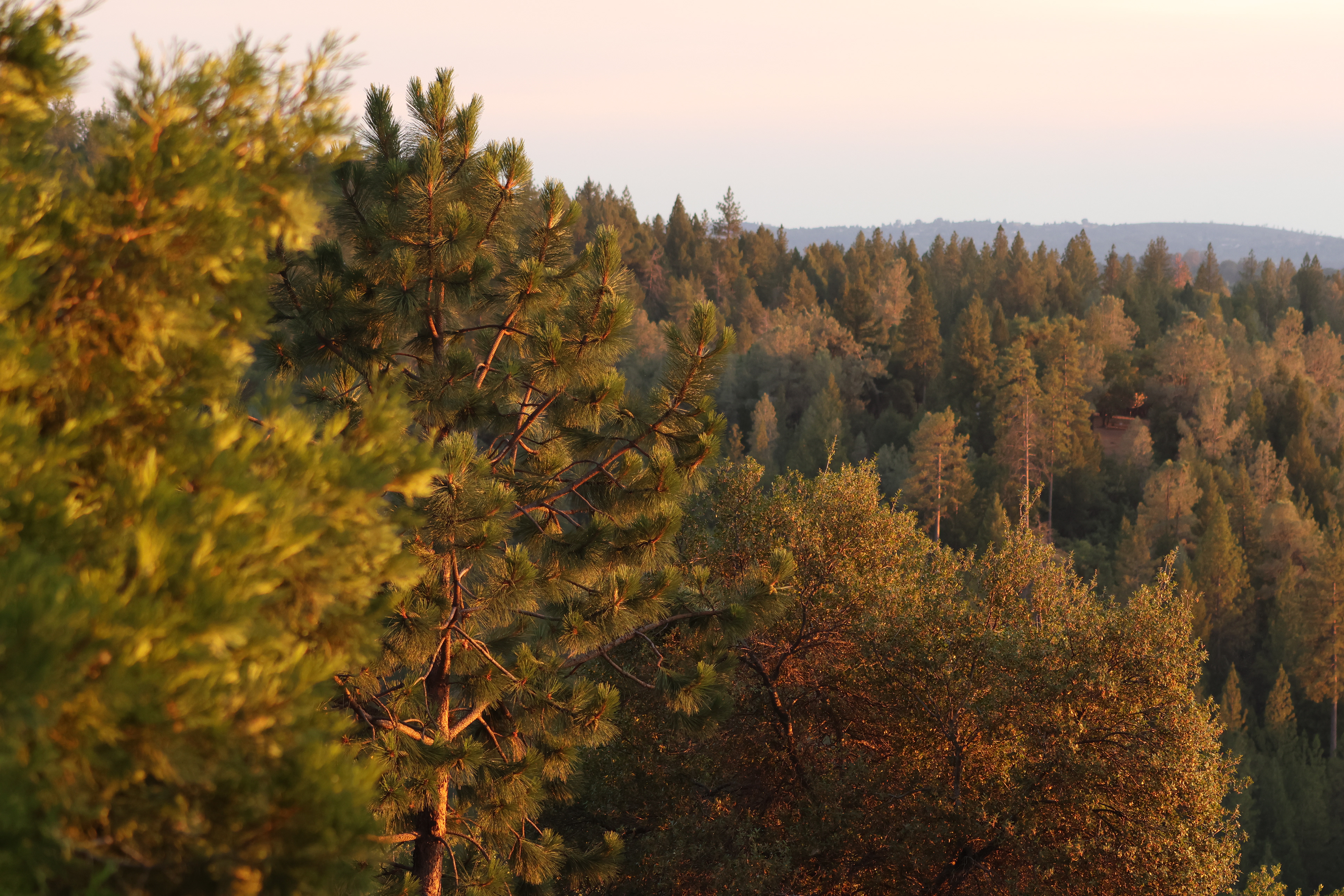 Pine Forest Sacramento, CA (2024)