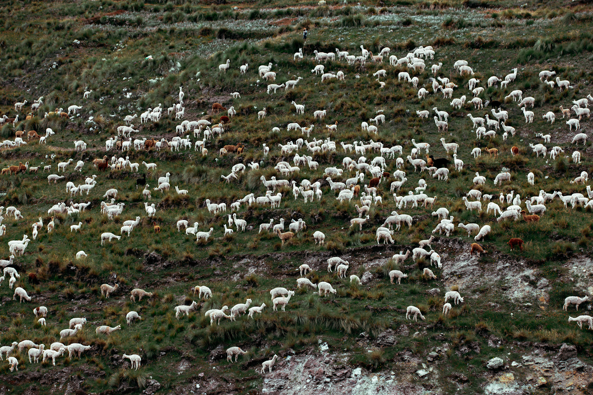 With Others, Peru 2024 - 100x70cm 800€