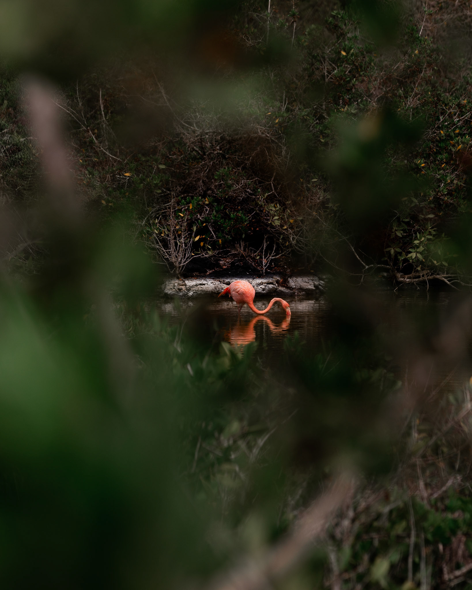 Galapagos Flamingo