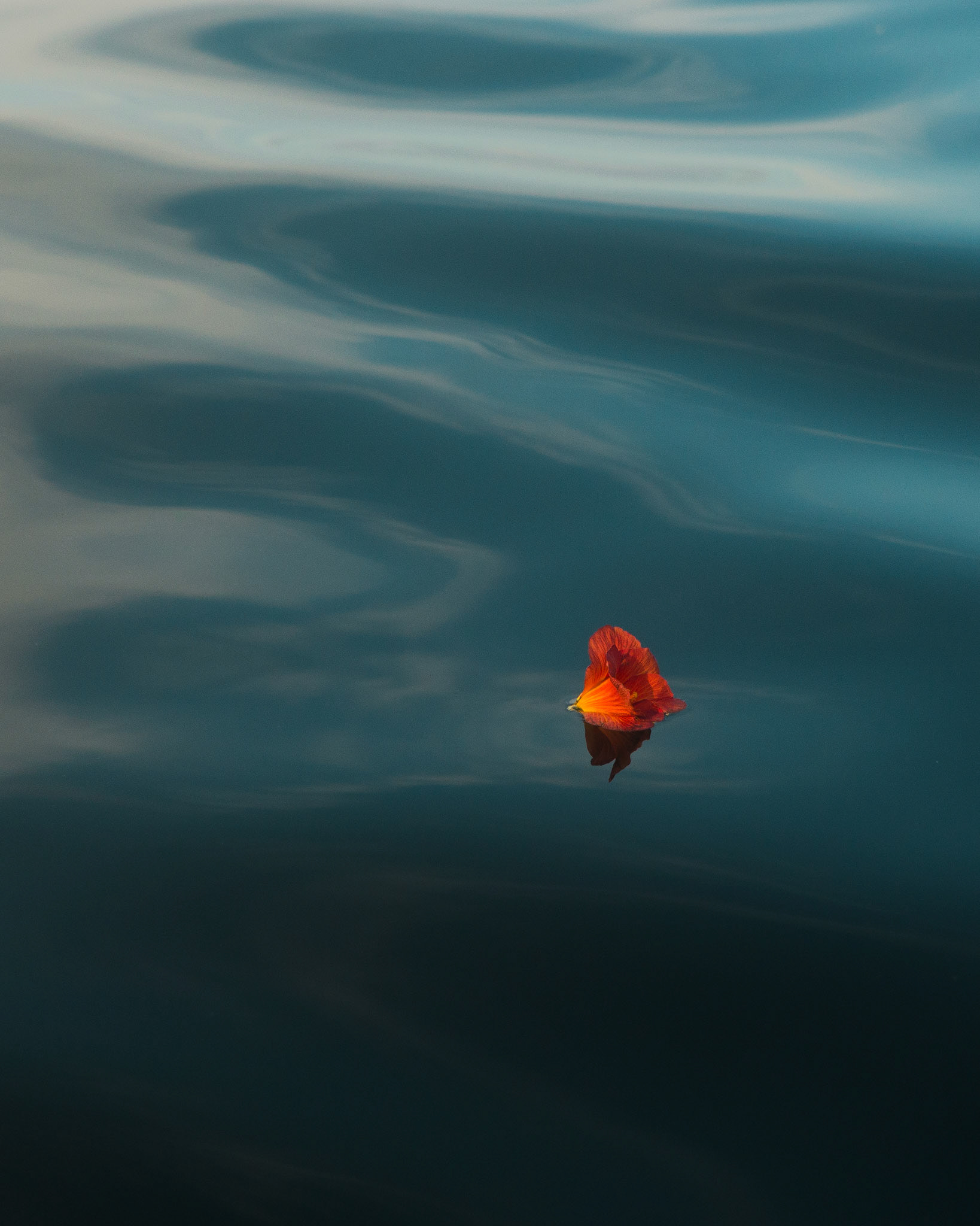 The Flower Journey,