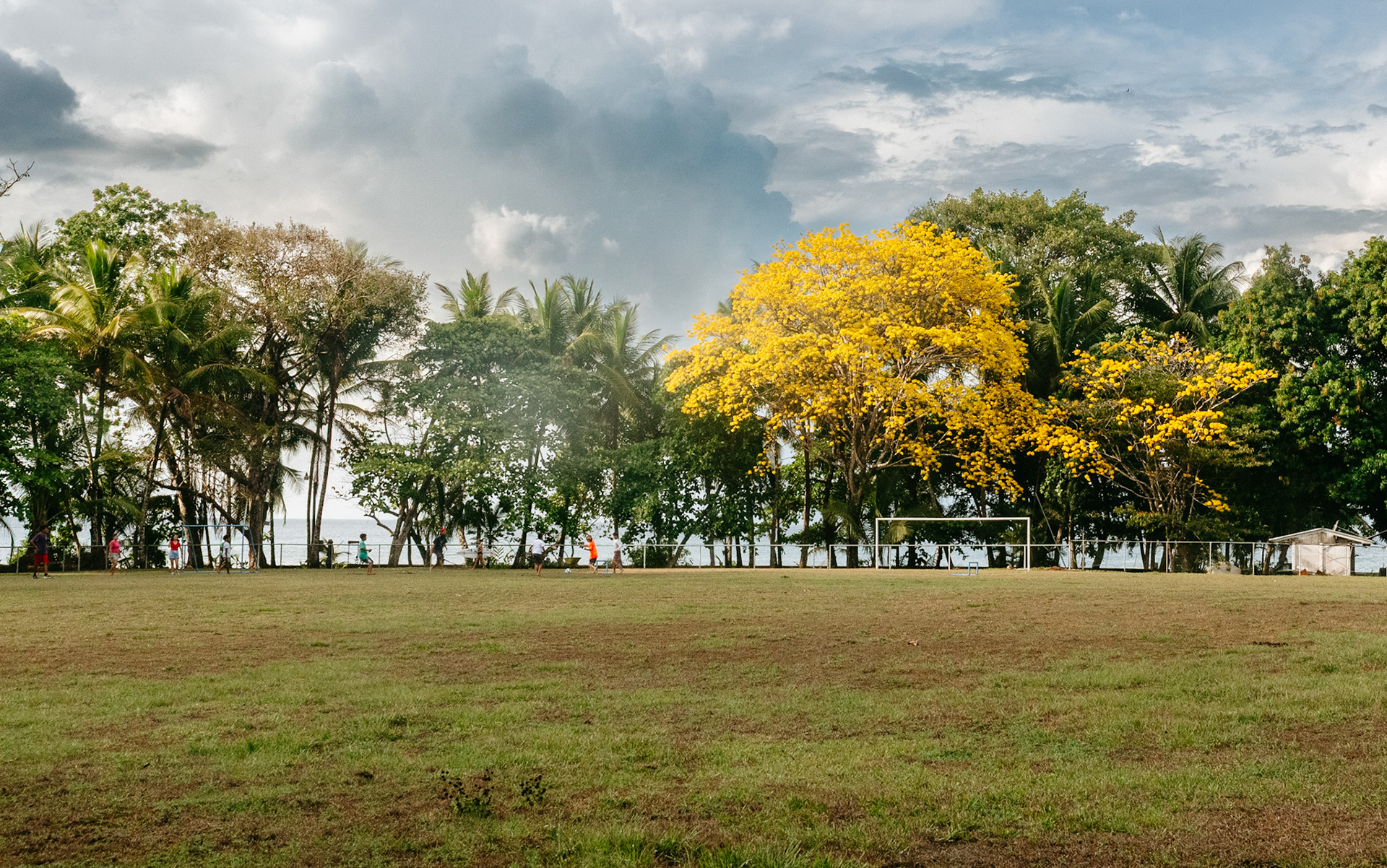 Yellow Flowers, Costa Rica 2023