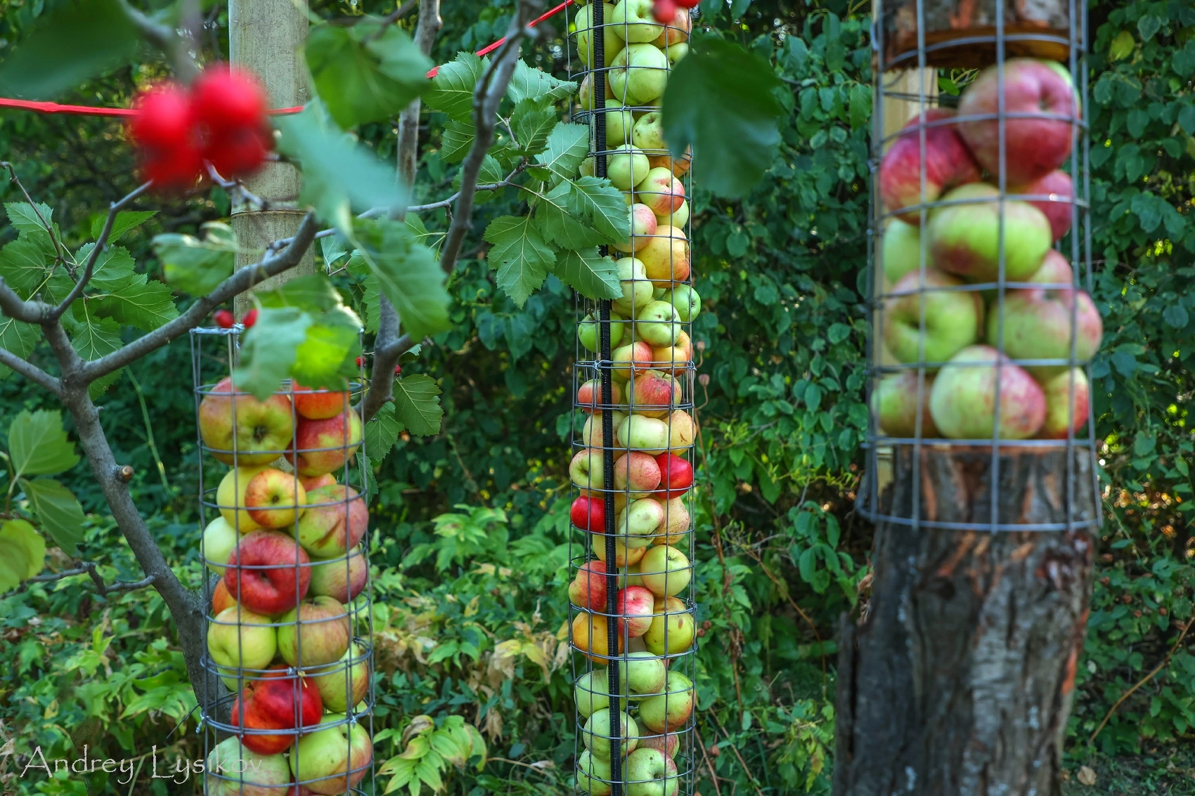 Фото А.Лысикова