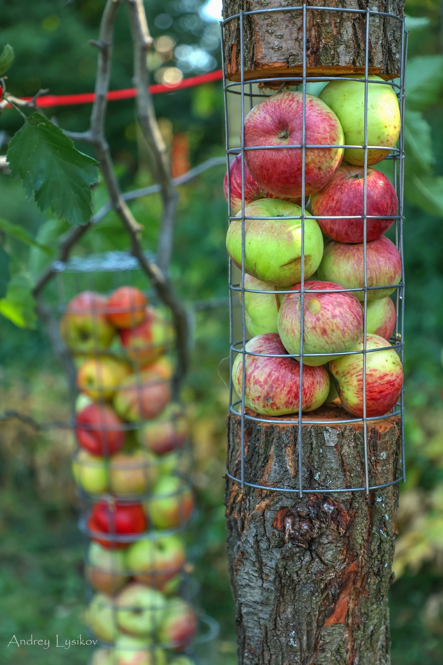 Фото А.Лысикова