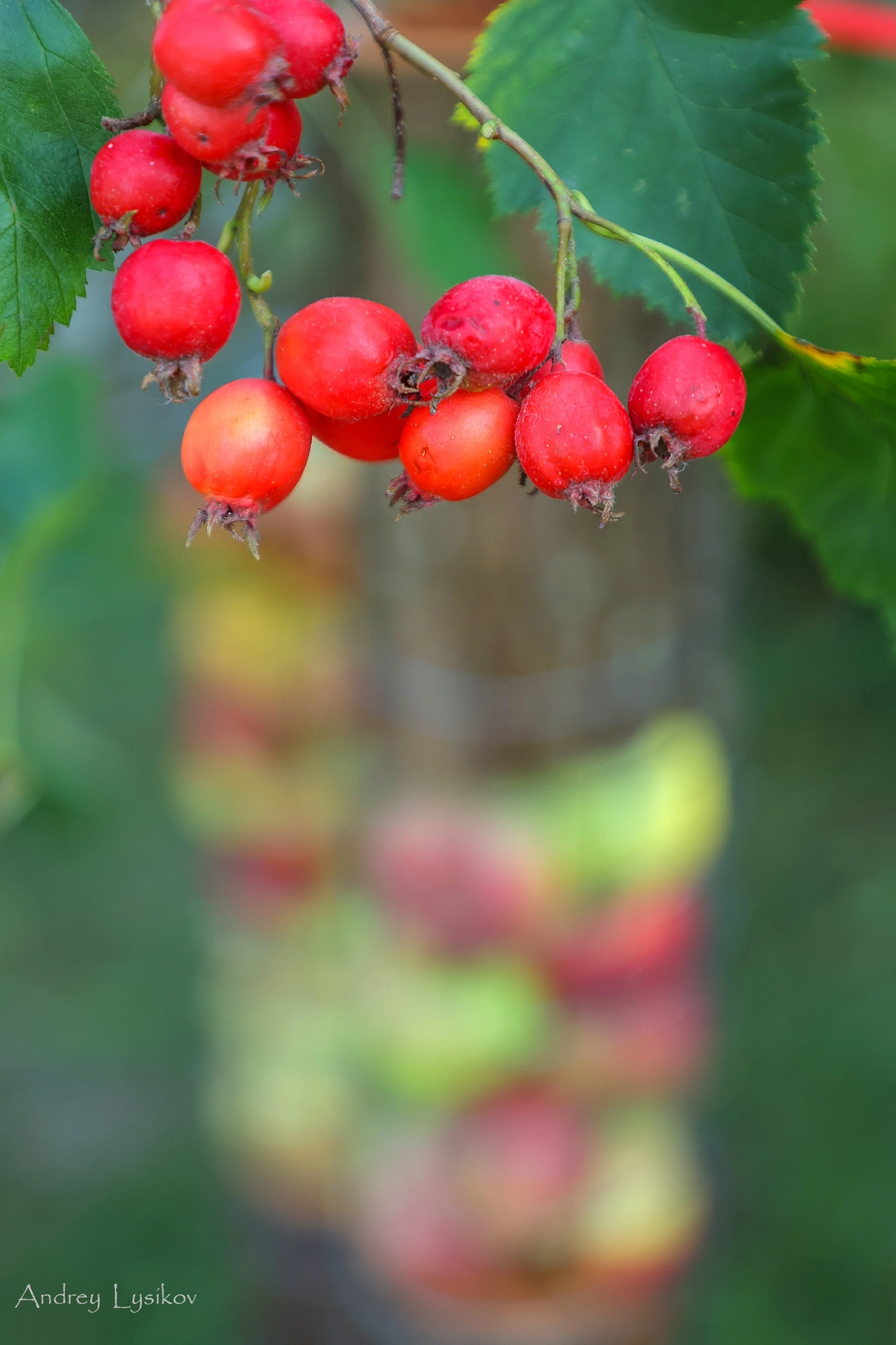 Фото А.Лысикова