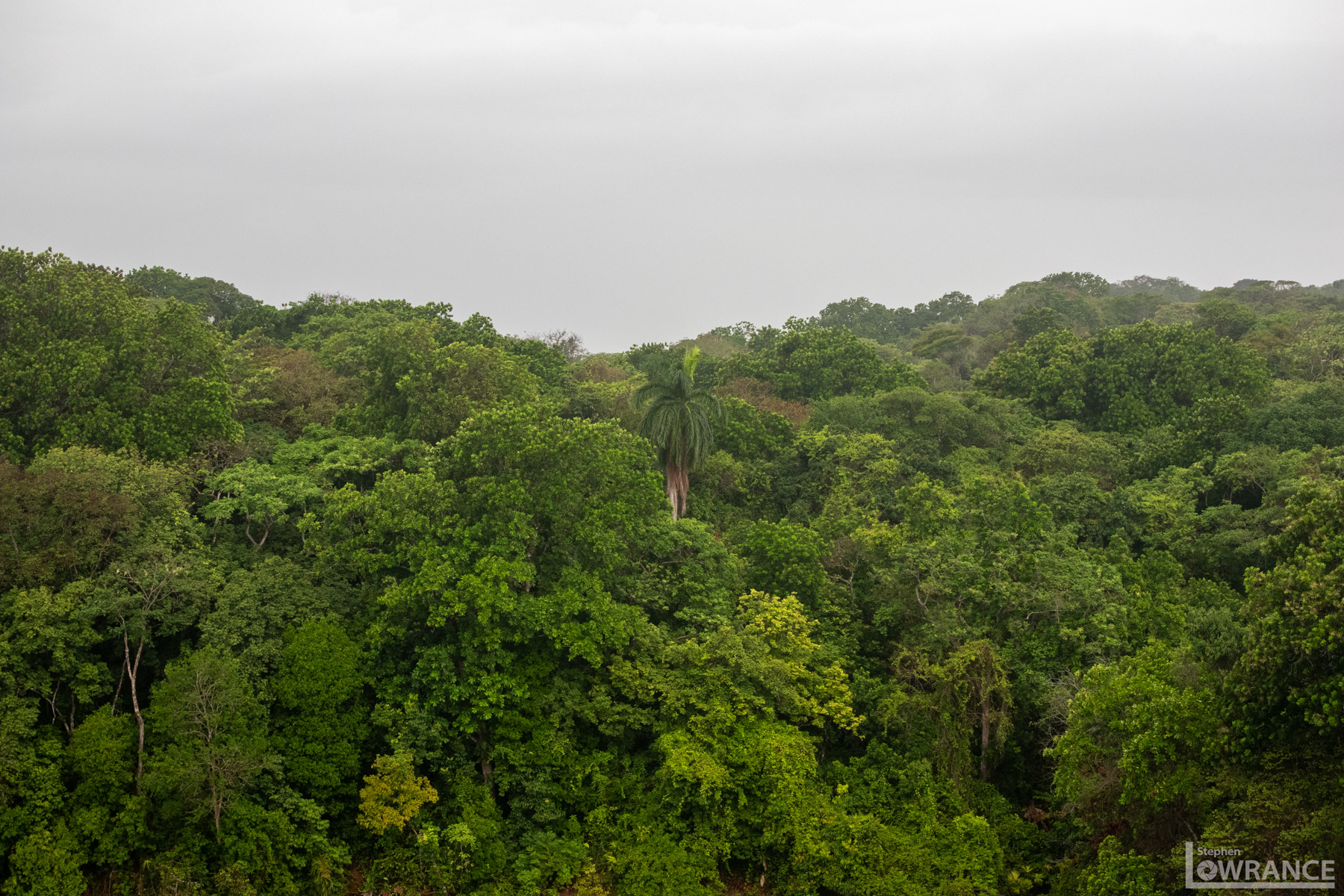 Panama Jungle