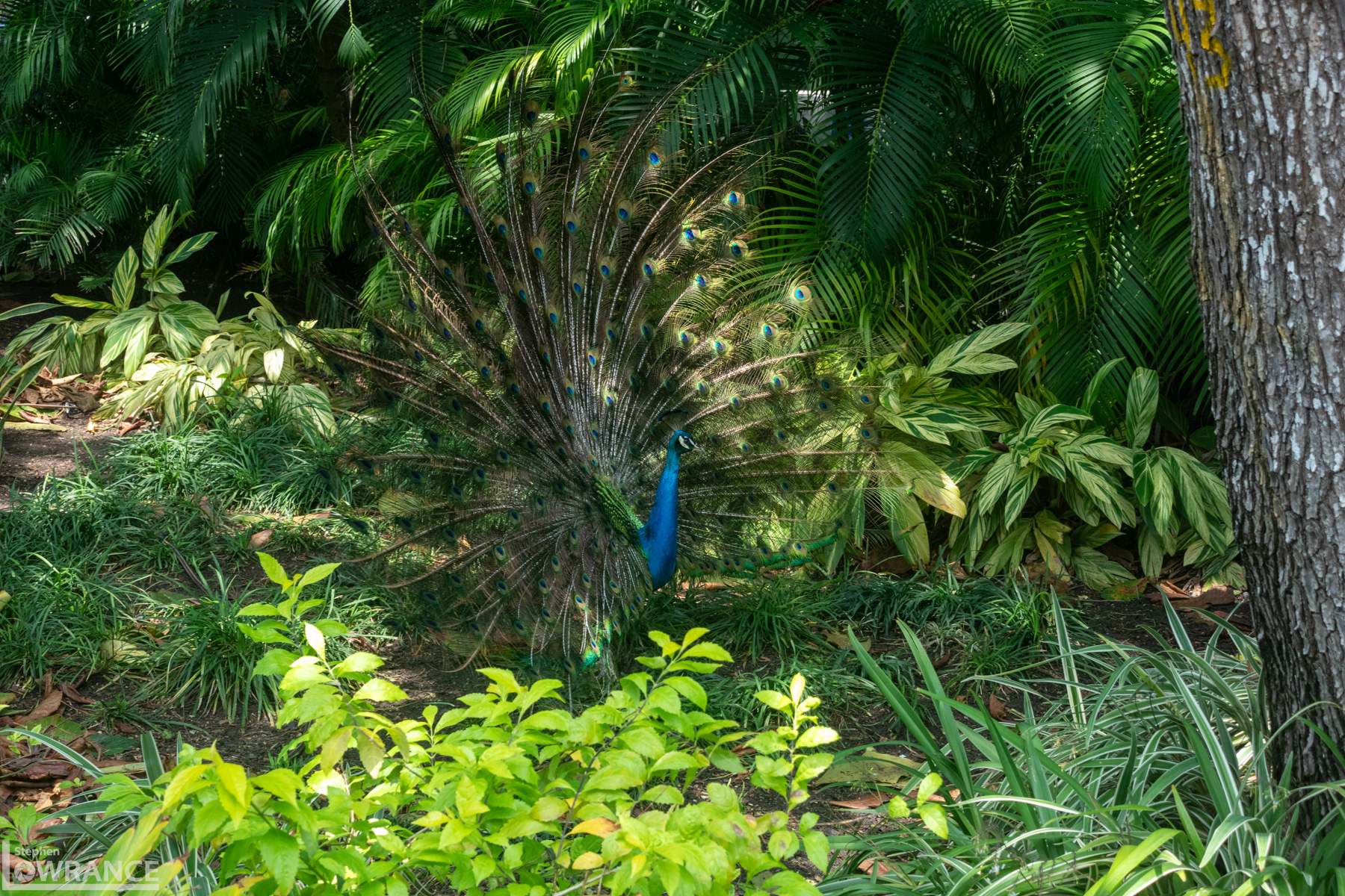 Peacock in Cartagena