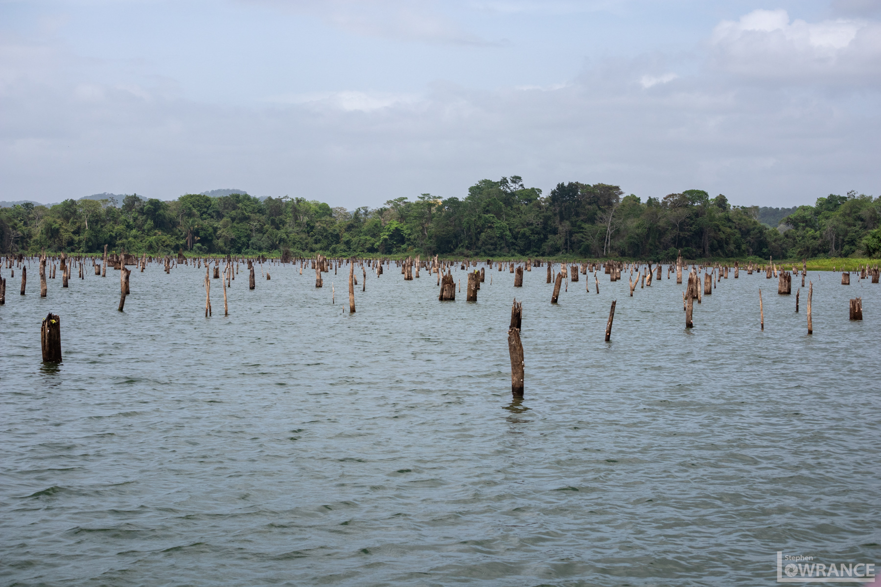 Gatun Lake Level so Low Tree Stumps Show