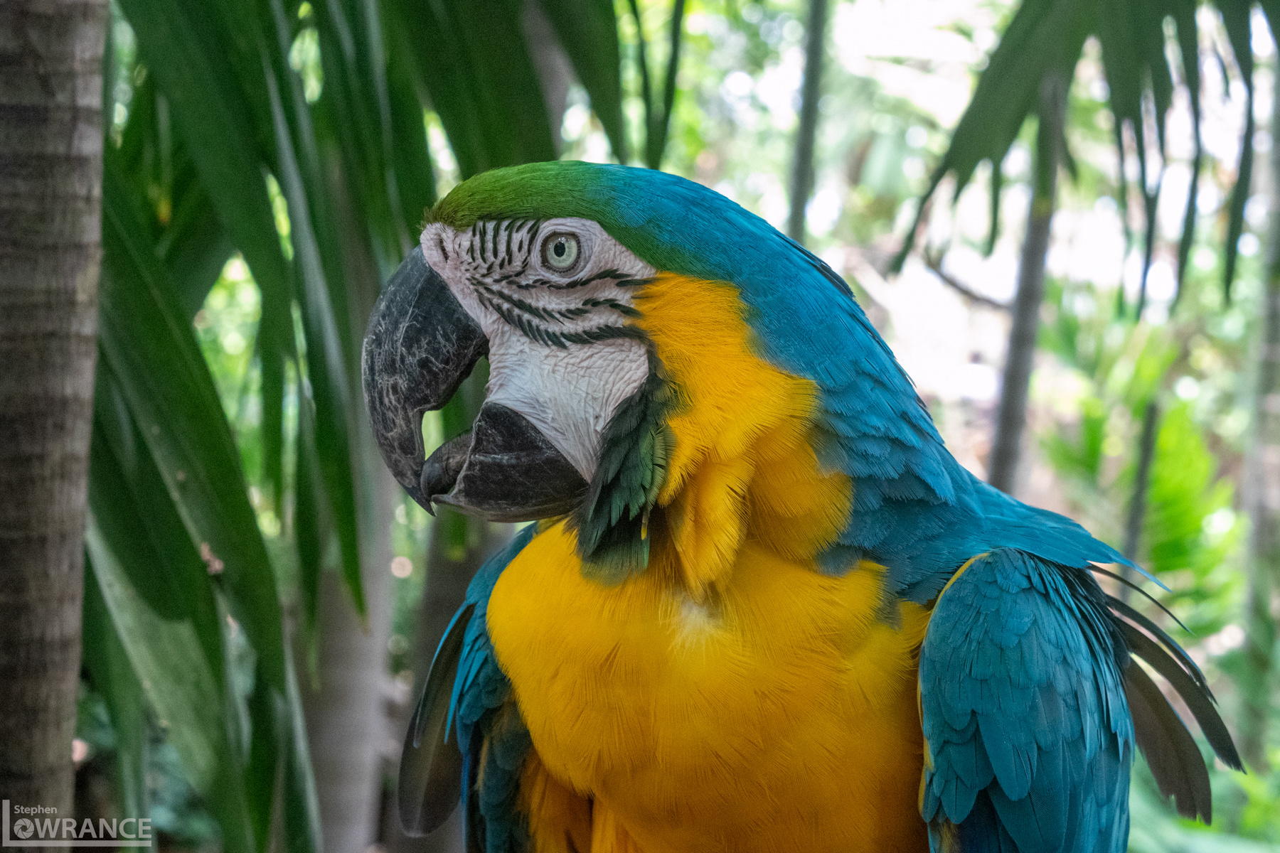 Parrot at Cartagena Columbia Park