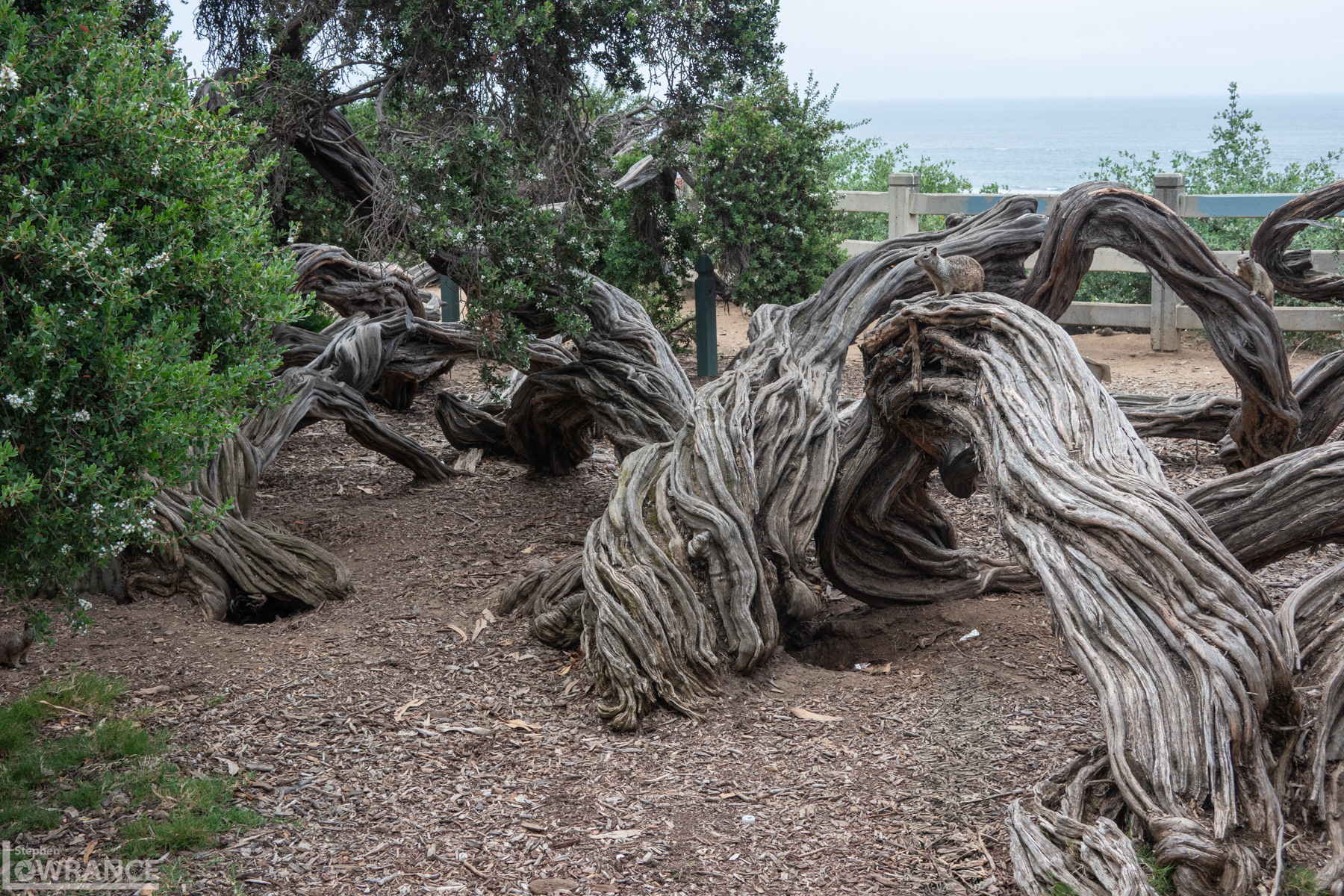 Gnarled Tree Trunk