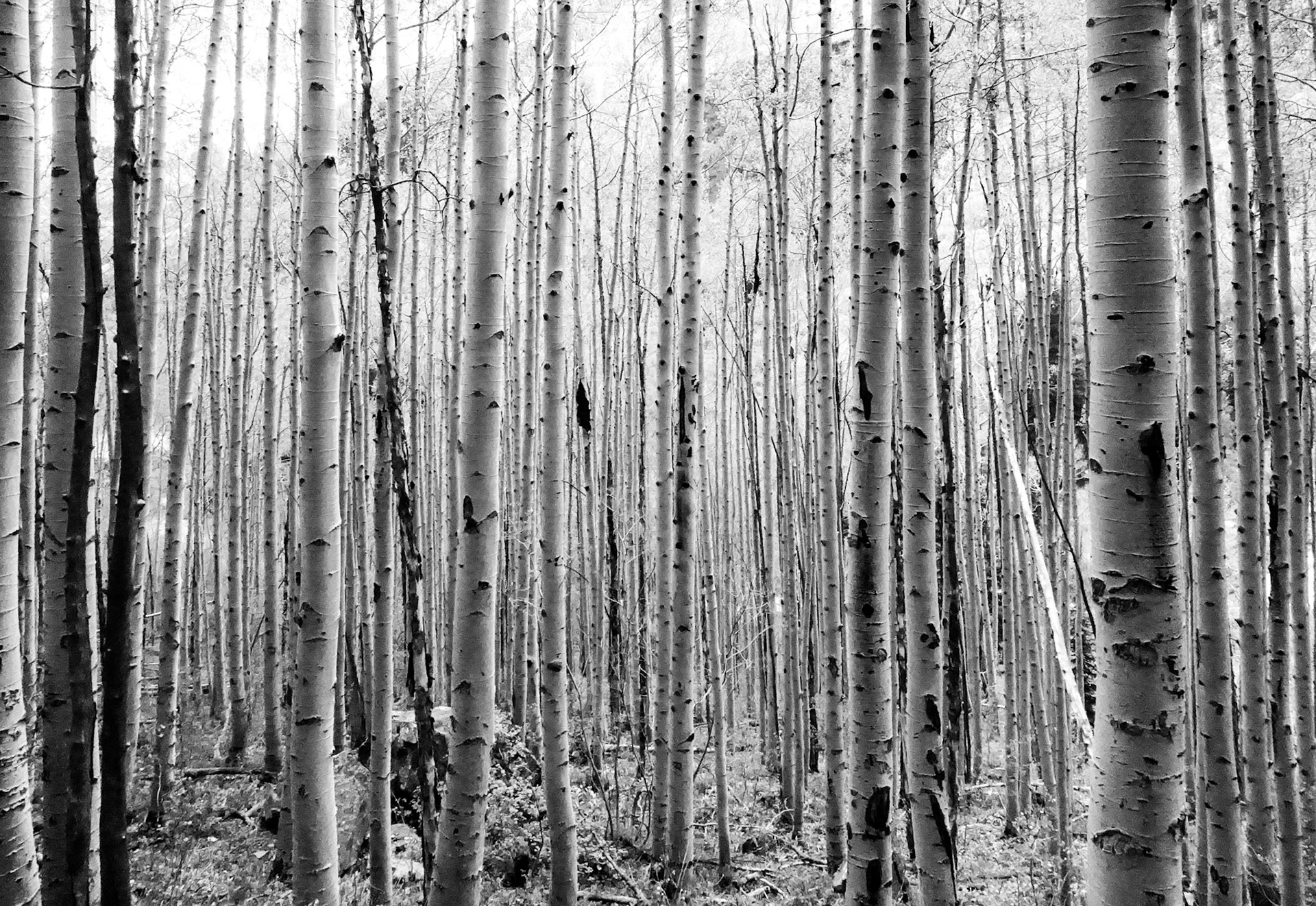 Aspens in Aspen