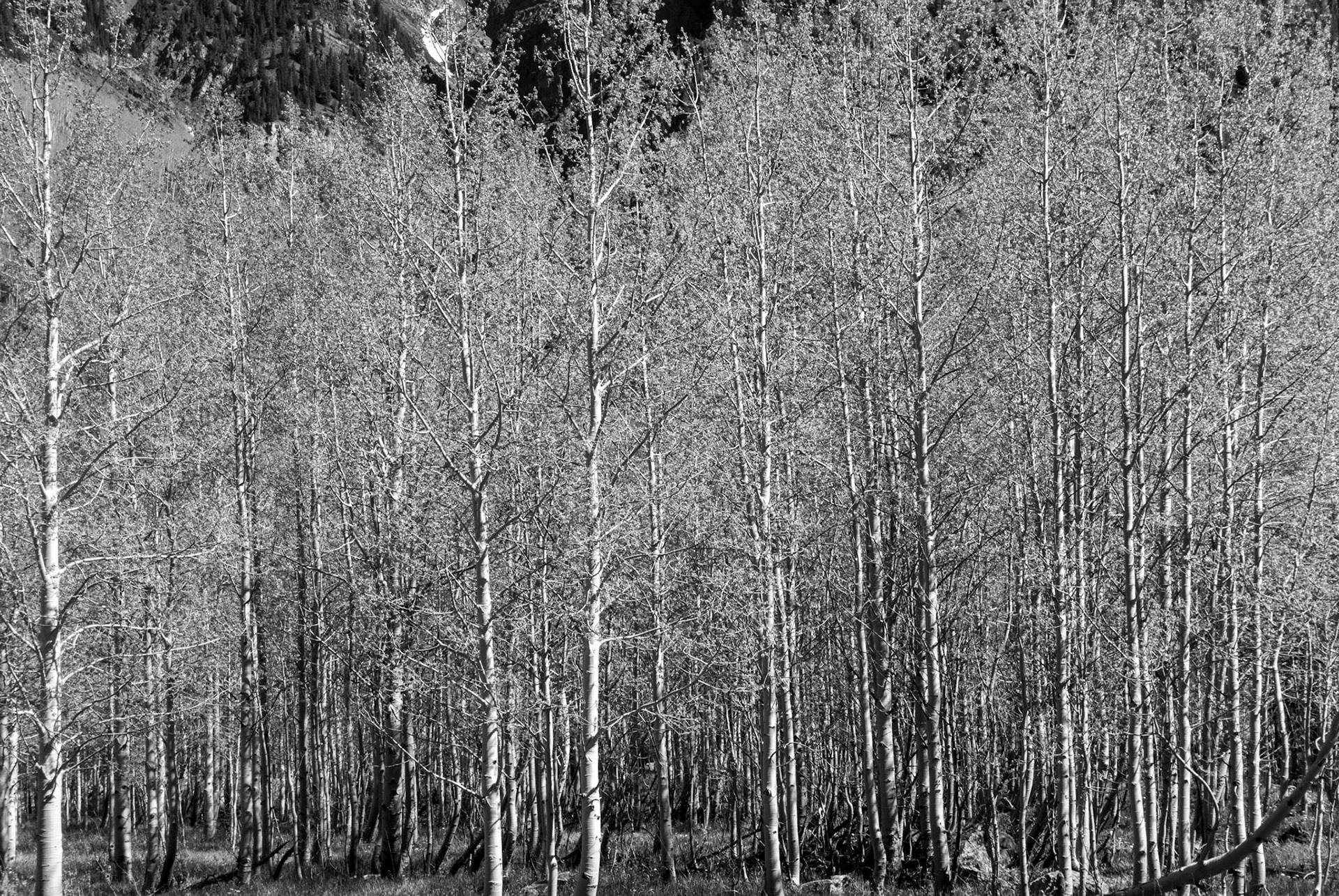 Aspen Trees