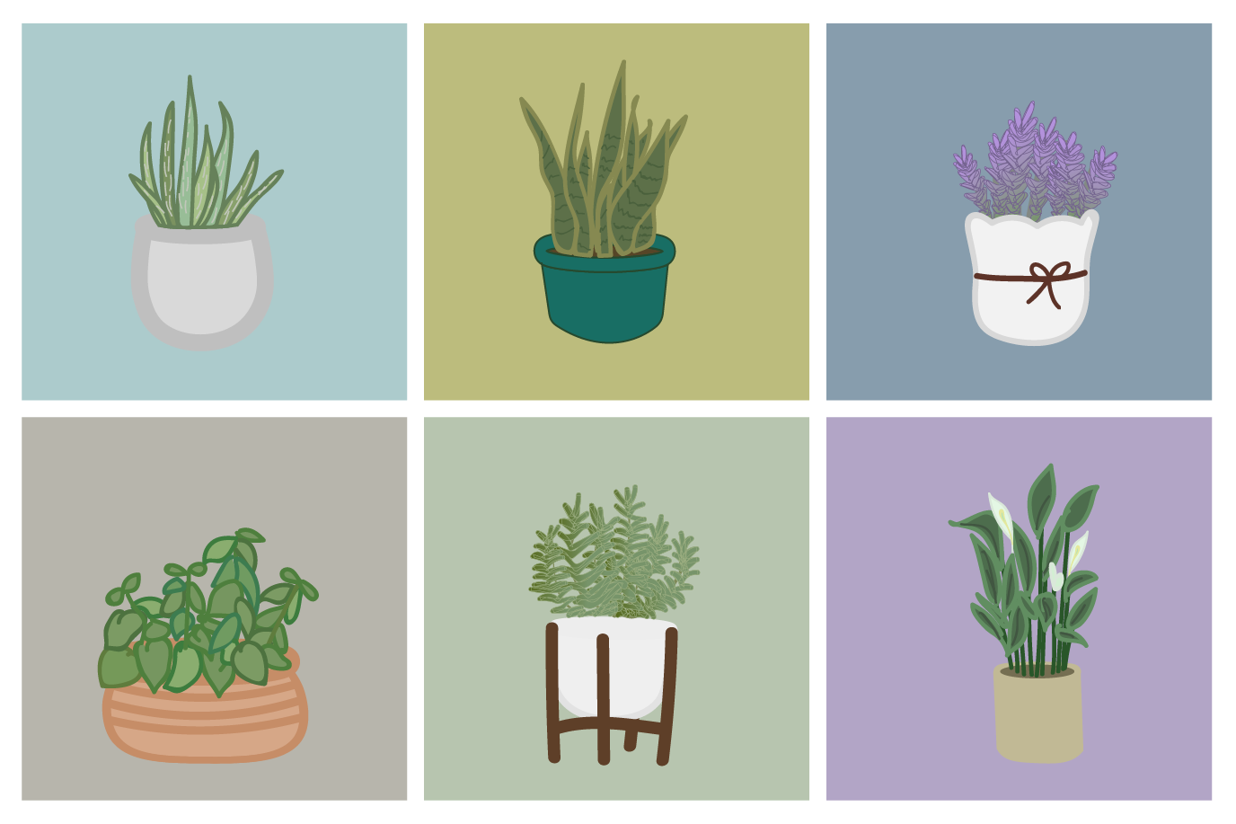 Plant illustration