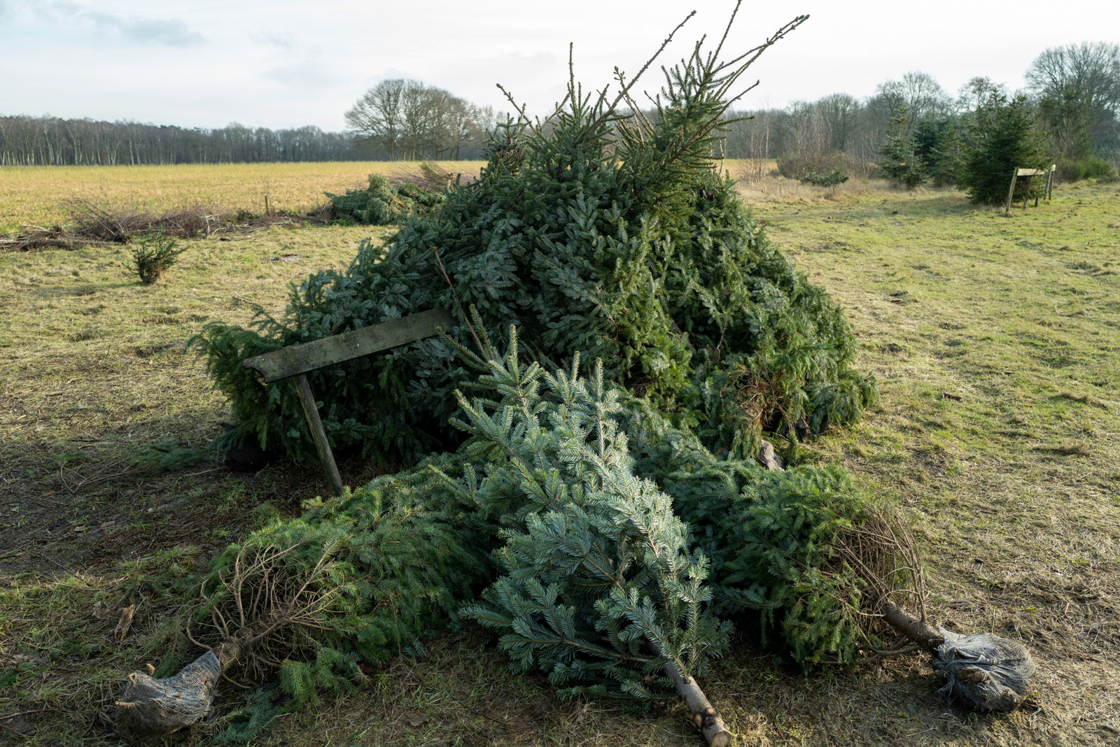 restant kerstbomen