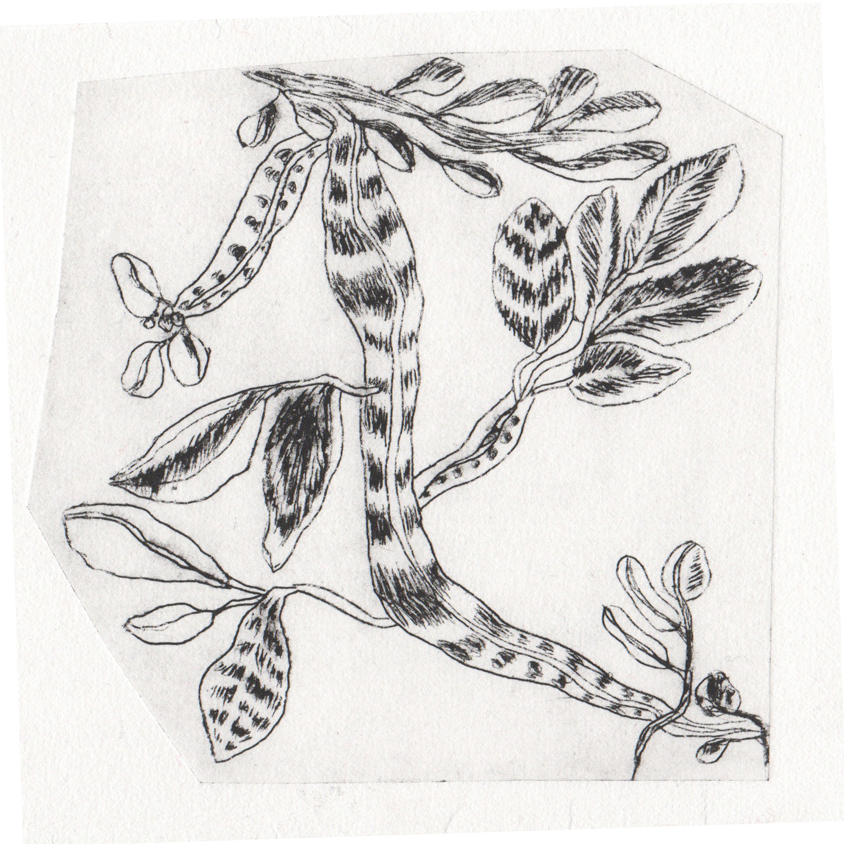 Curious - Cardboard engraving print, 14 x 14 cm