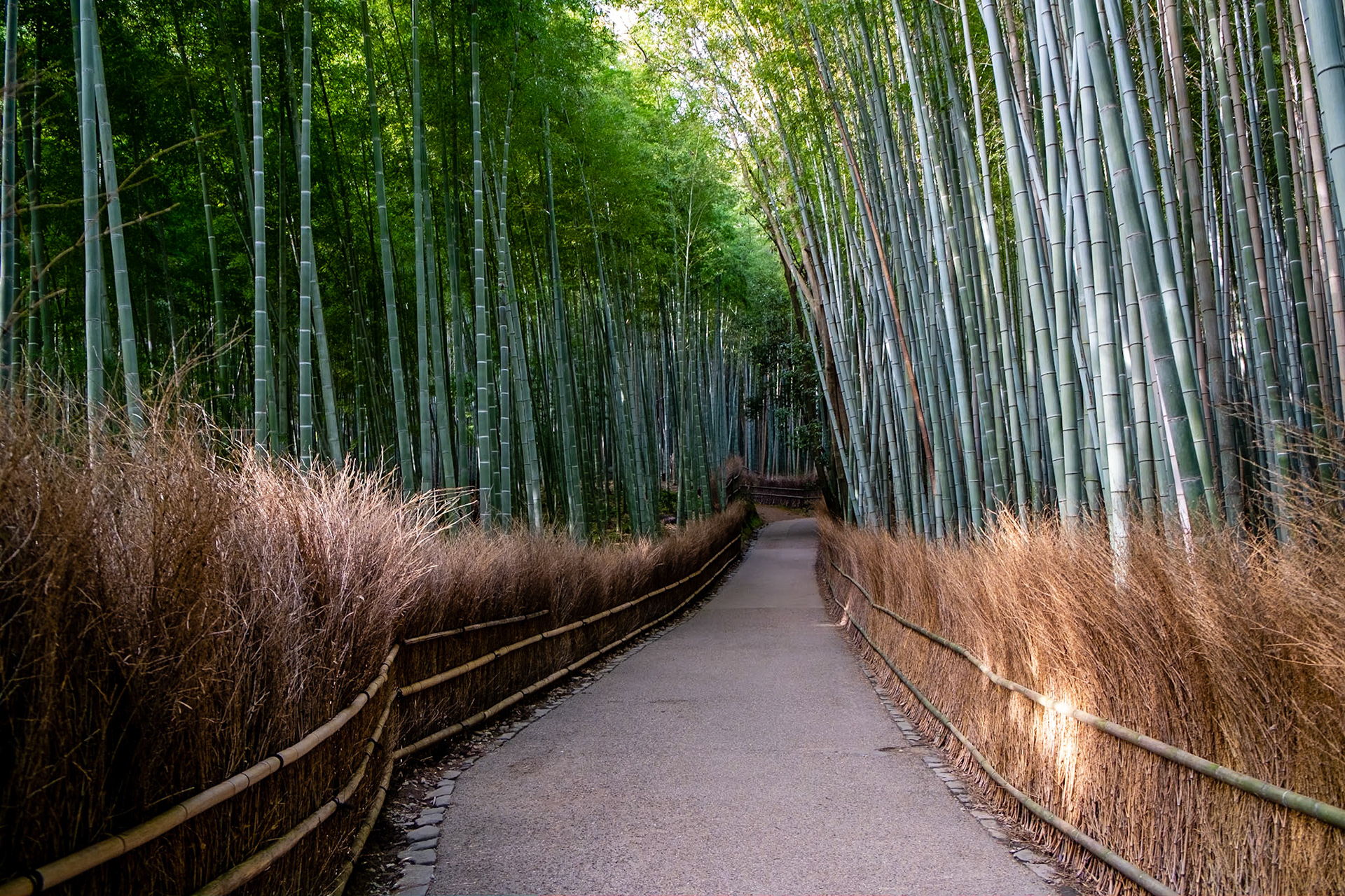 Bamboo forest, Kyoto, Japan