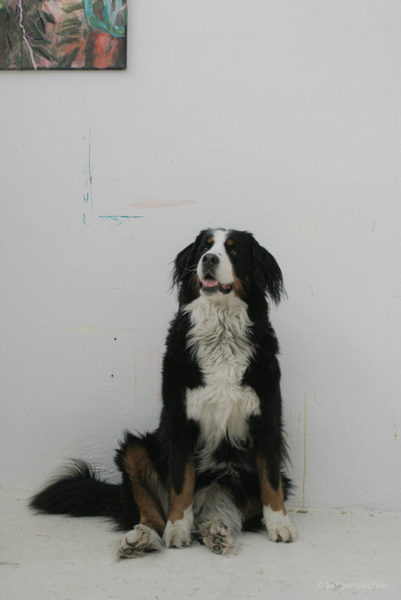 SONY DSC