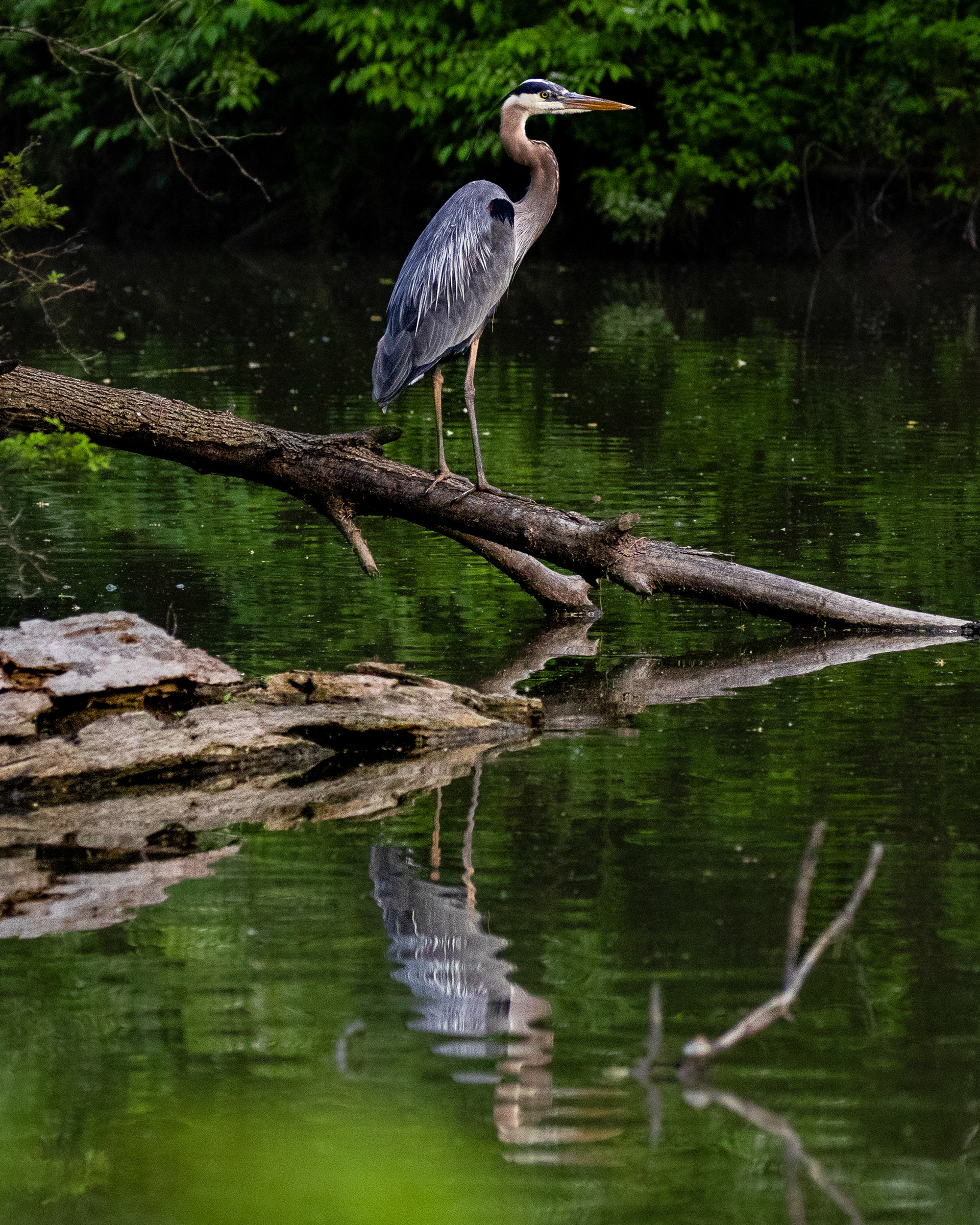 5th Place Animal Photography- Wood County Fair 2025
