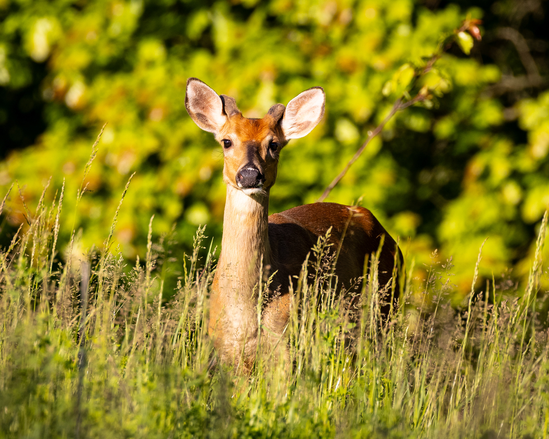 Honorable Mention Animal Photography - Wood Co Fair 2025