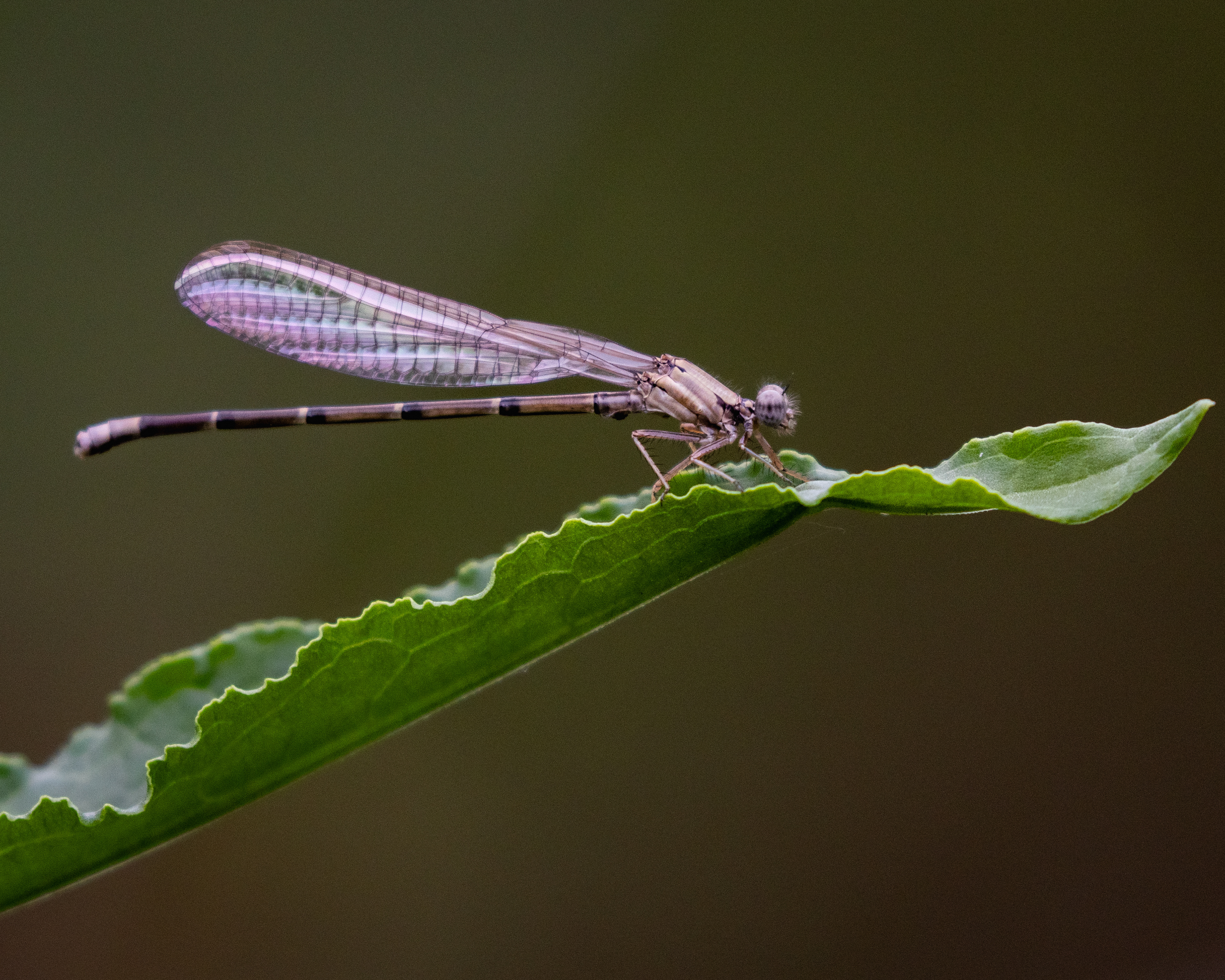 2nd Place Nature Photography Winner - Wood Co Fair 2025