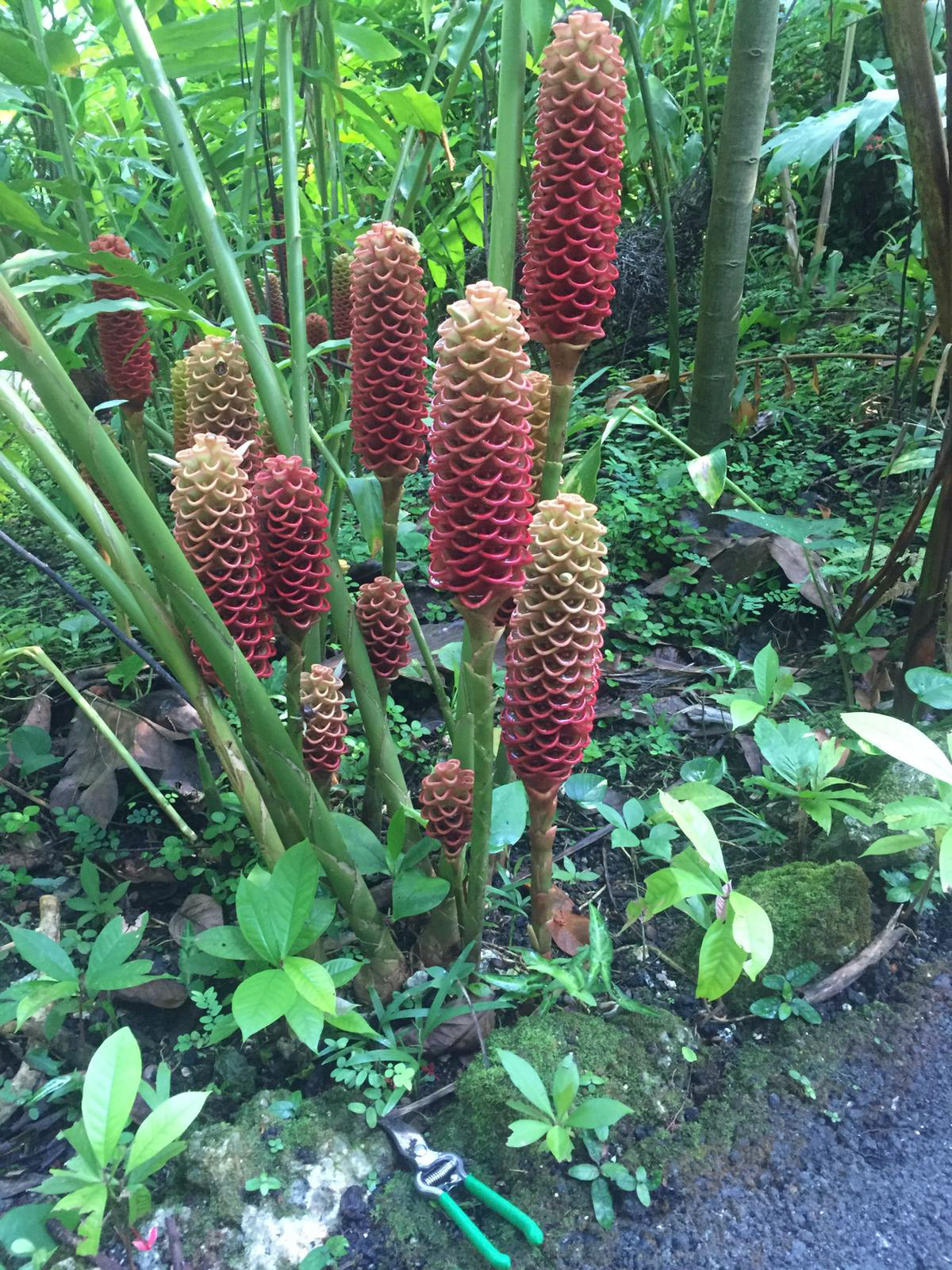 Beehive gingers and pruners give a good indication of how amazing these giant flowers are.