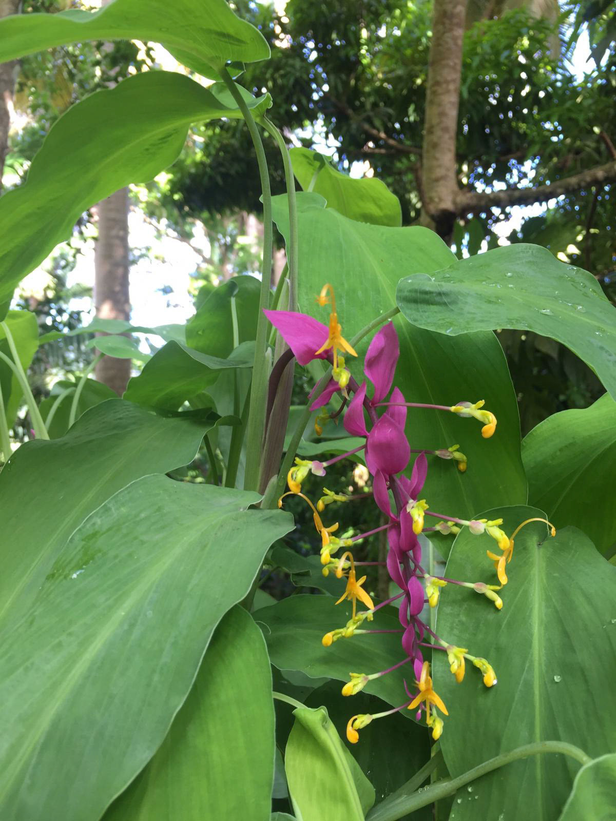 Global winitii, dancing through the summer.