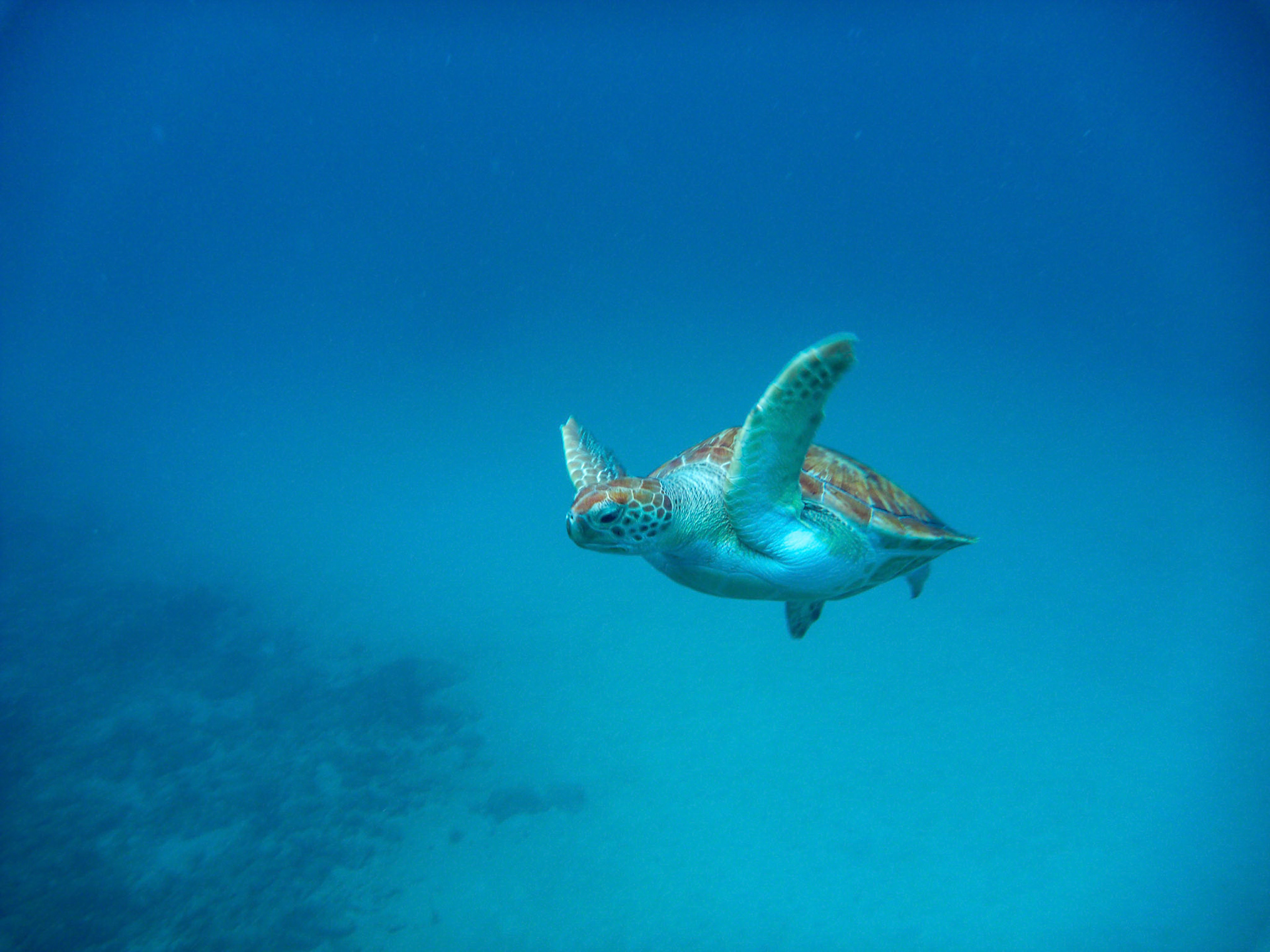 An underwater view of a green turtle (Chelonia mynas) in the Caribbean Sea, Barbados