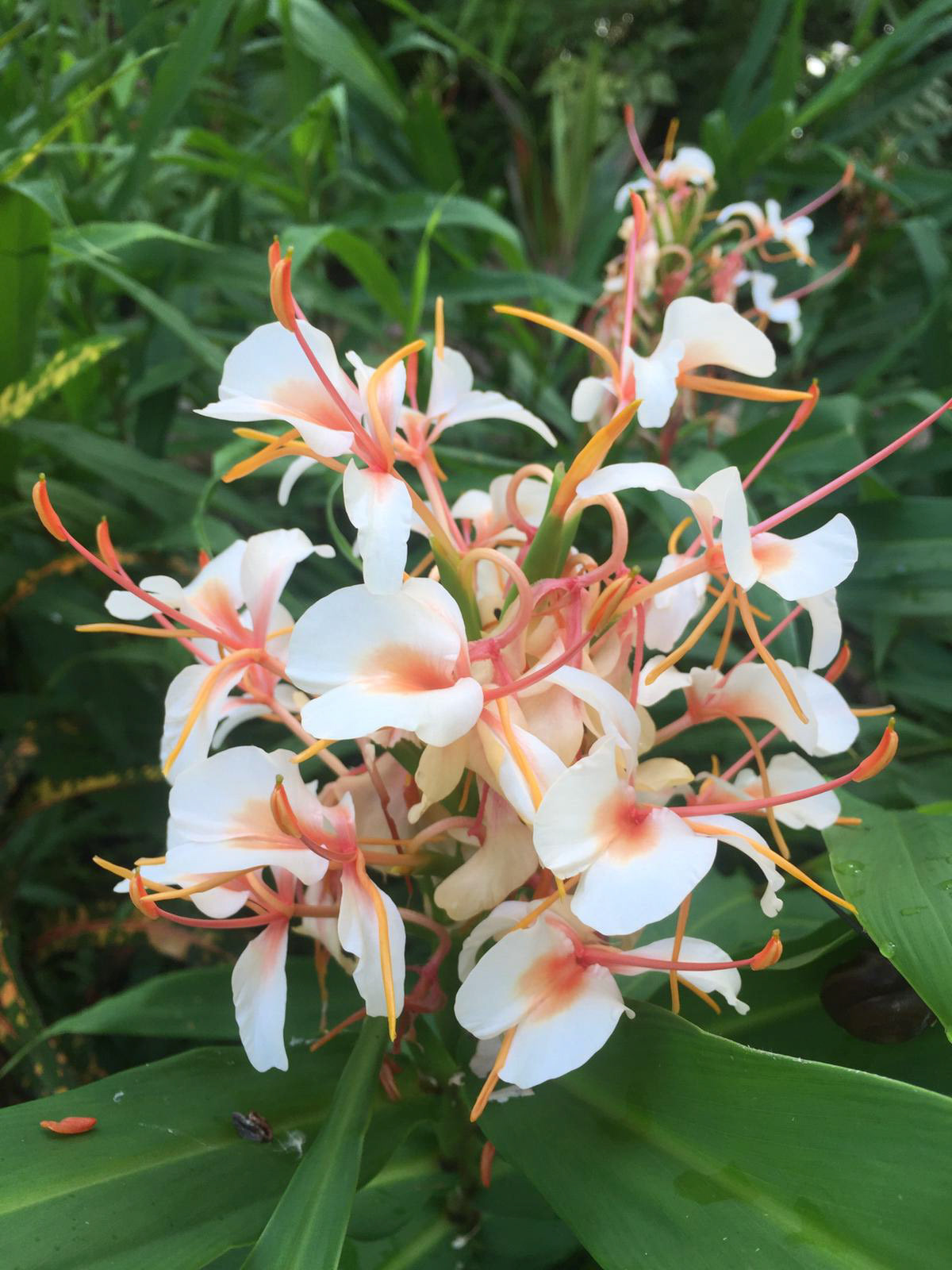 Butterfly ginger, delicately fragrant