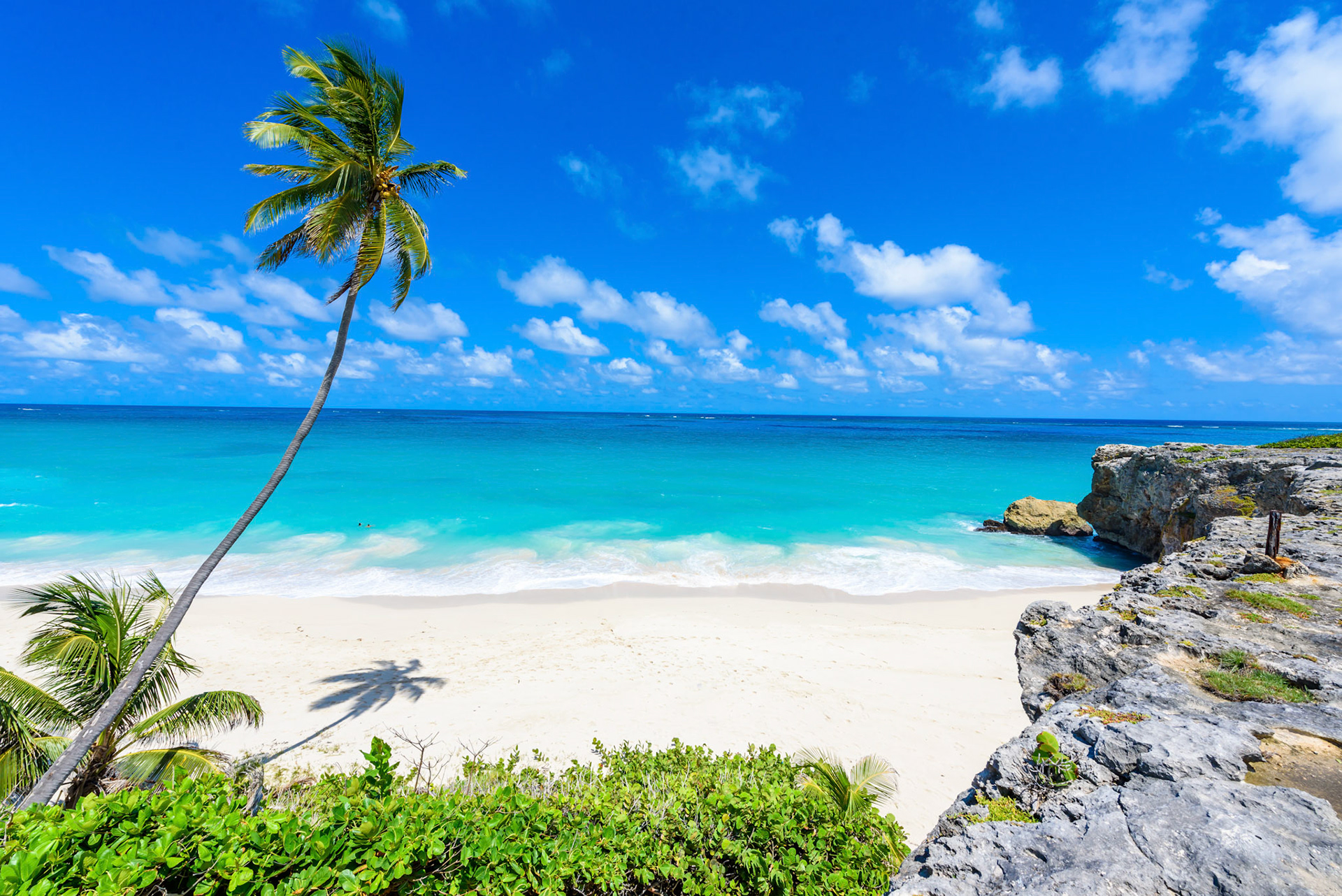 Bottom Bay, Barbados - Paradise beach on the Caribbean island of Barbados. Tropical coast with palms hanging over turquoise sea. Panoramic photo of beautiful landscape.