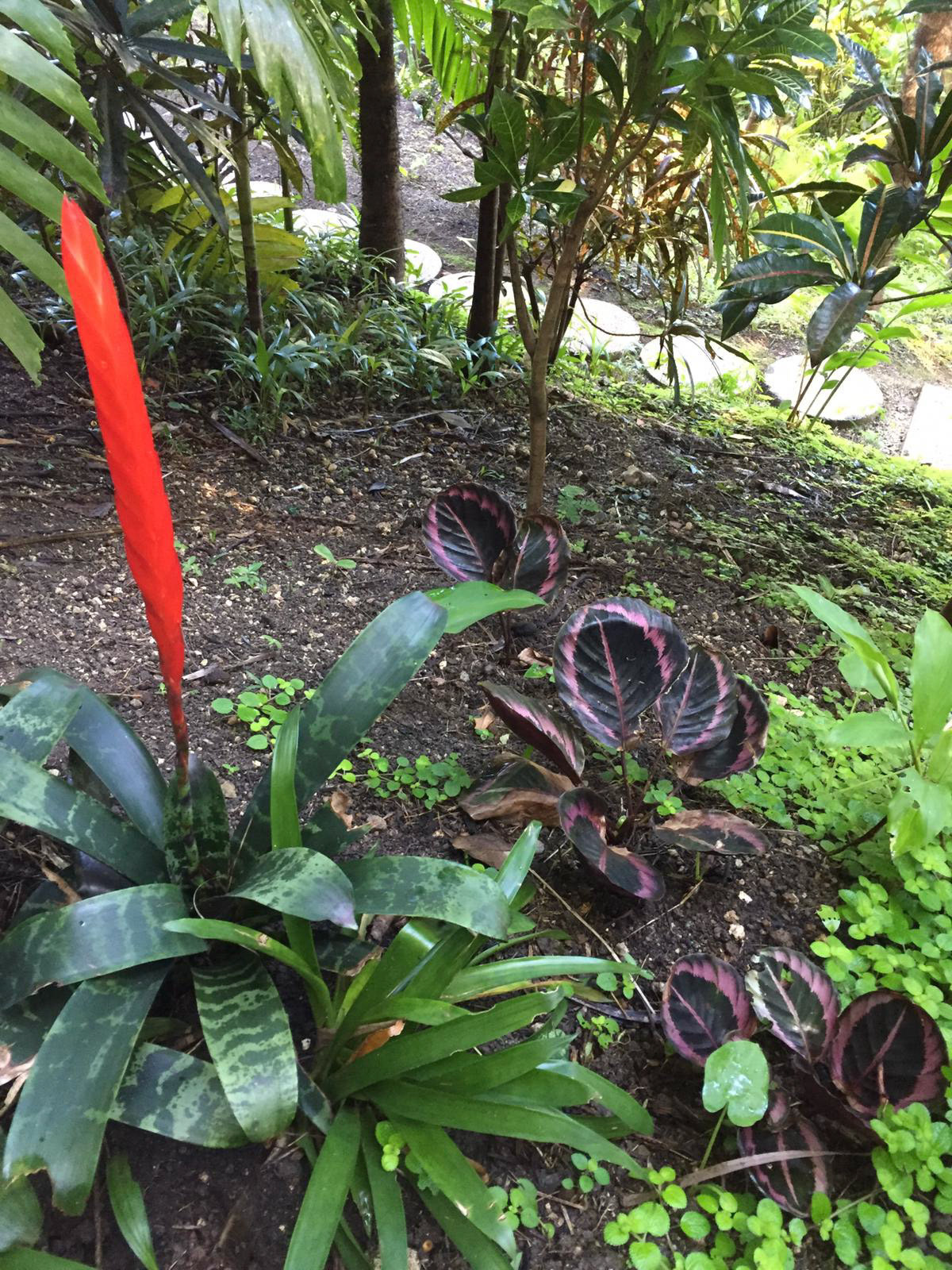 Aechmia Bromeliad in flower, with purple Calathea