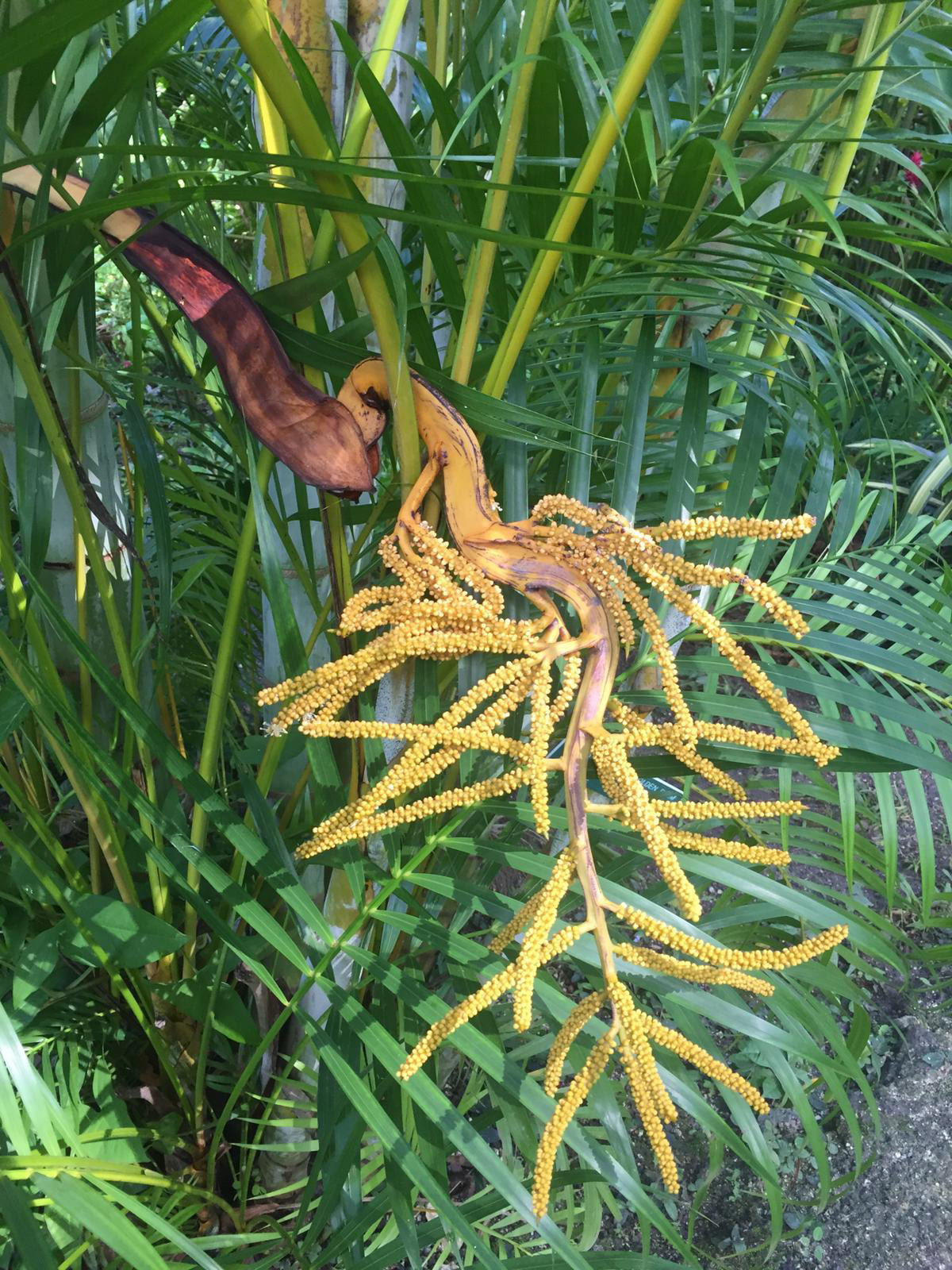 Golden Palm in Flower