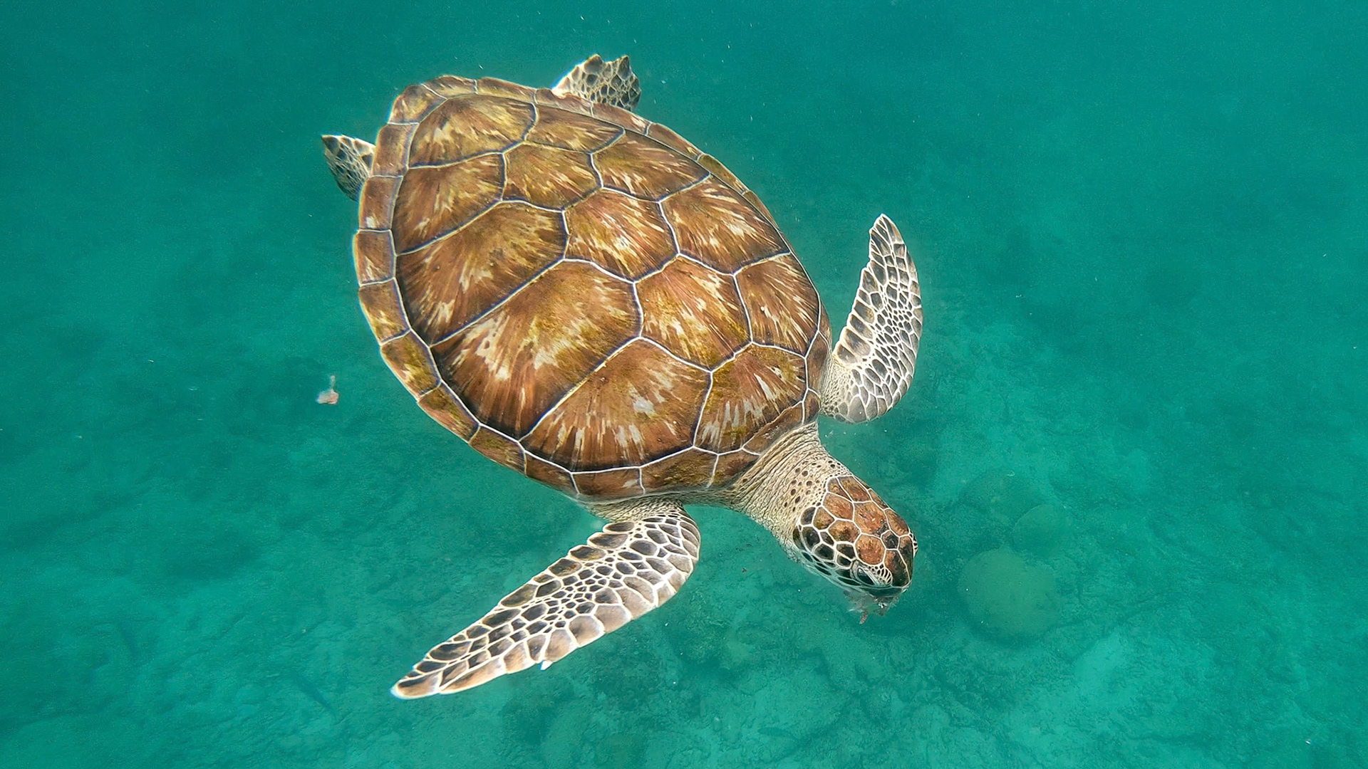 Green Turtle in the Caribbean, Barbados