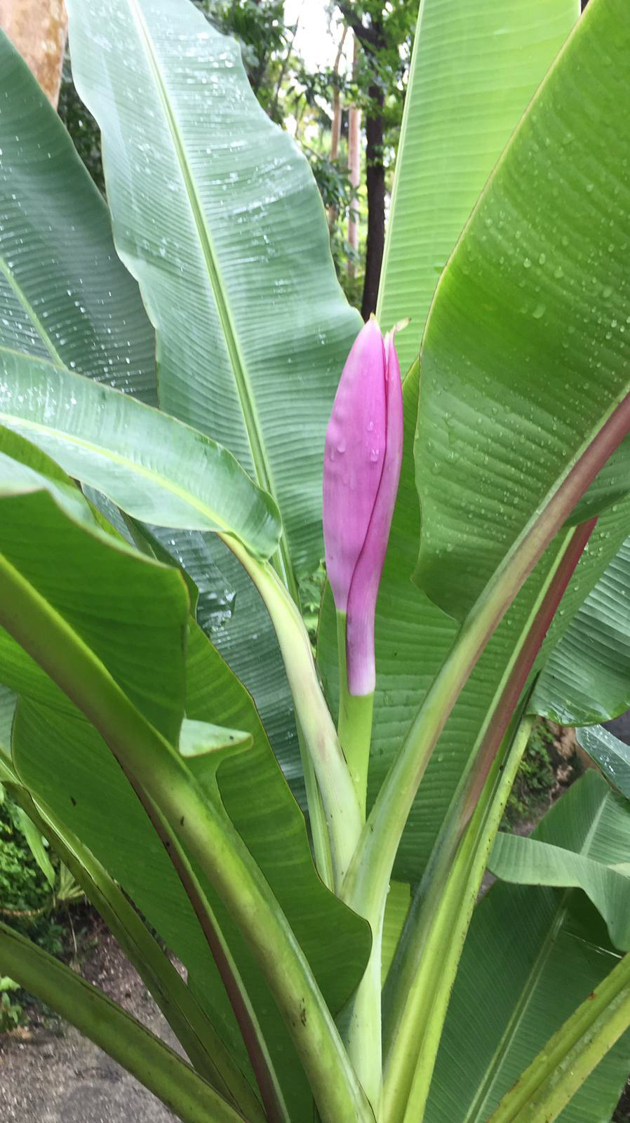 Musa, the flowering banana