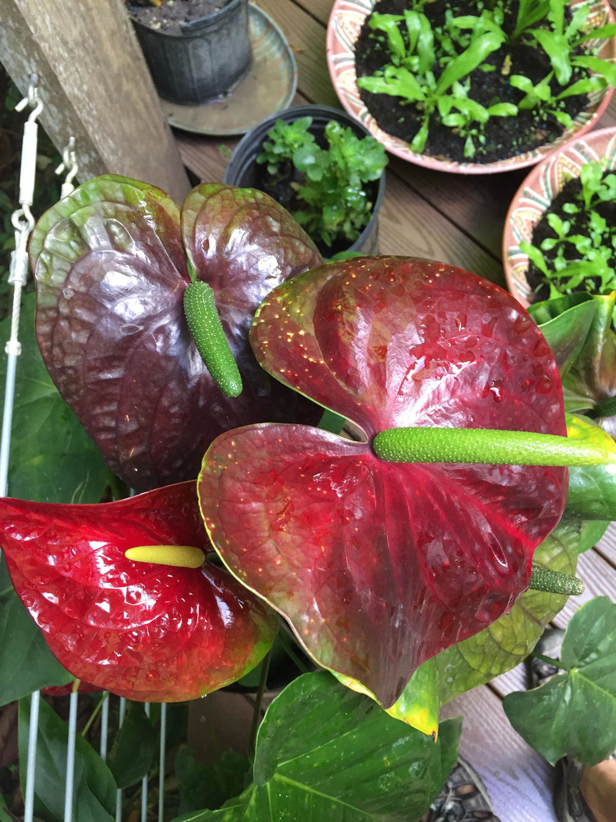 Anthurium lilies on the restaurant deck