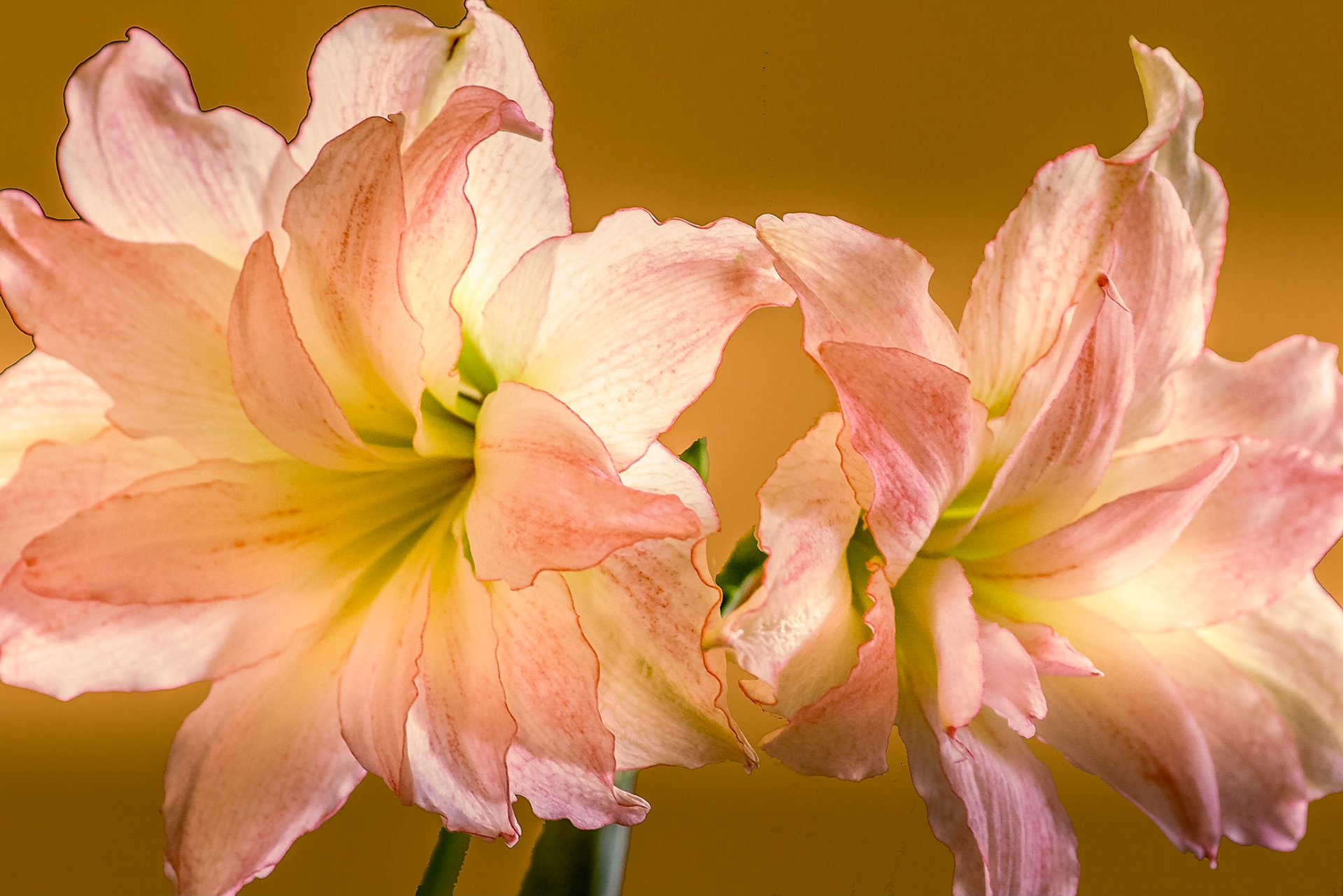 Day Lily
