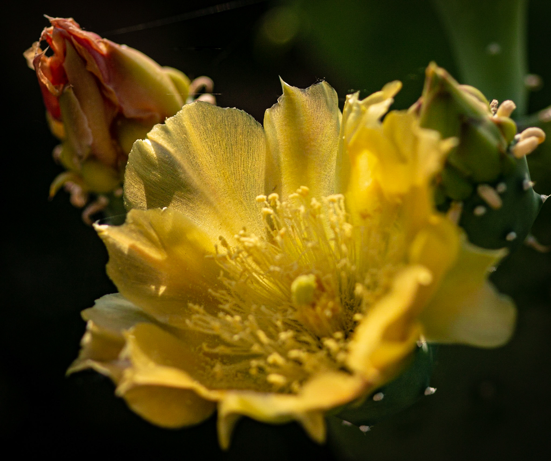 Prickly Pear Cactus