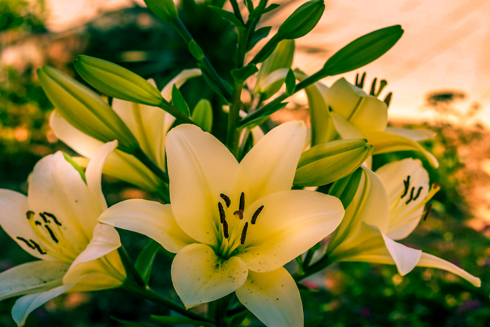 Easter Lilly