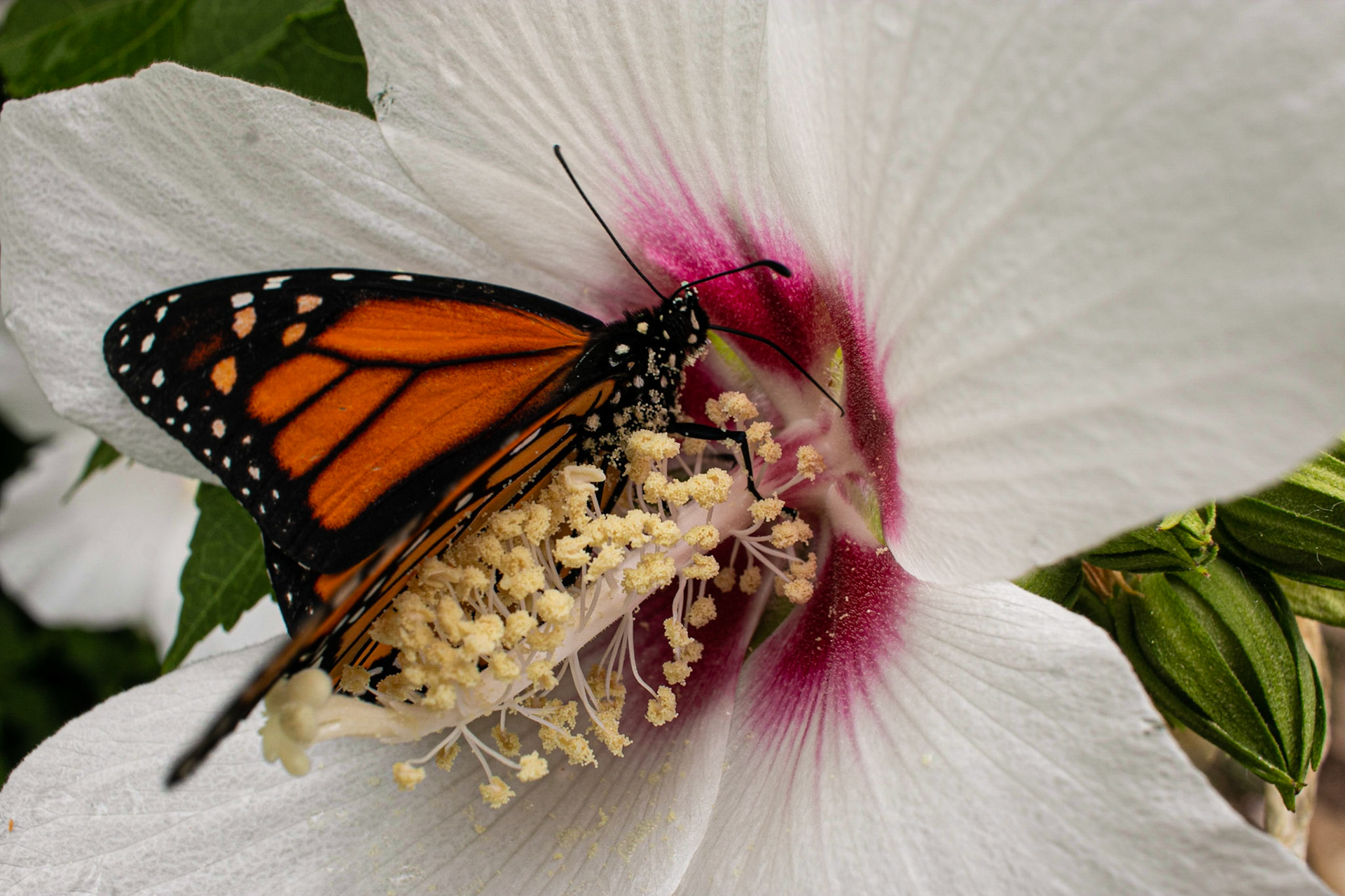 Rose of Sharon