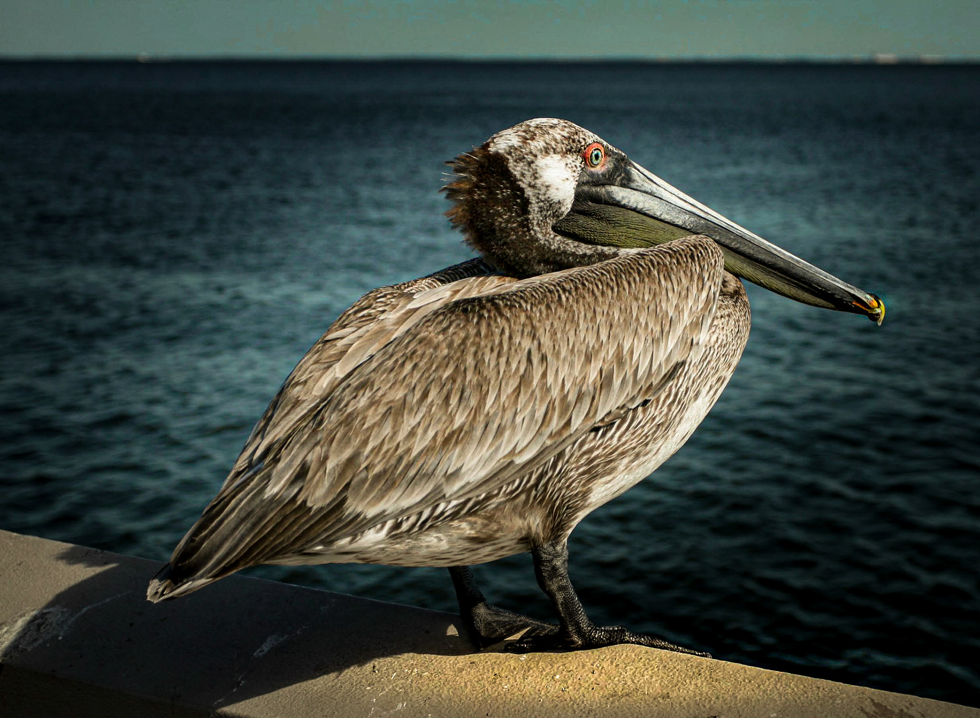 Sea Gull St Petersburg