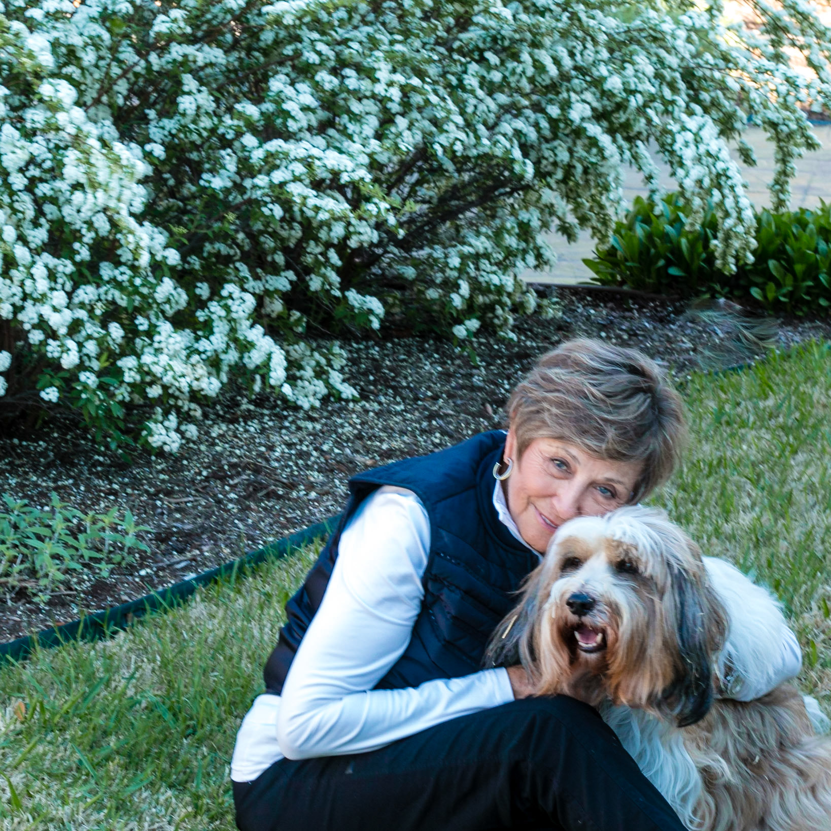 Bridal Wreath Spiria